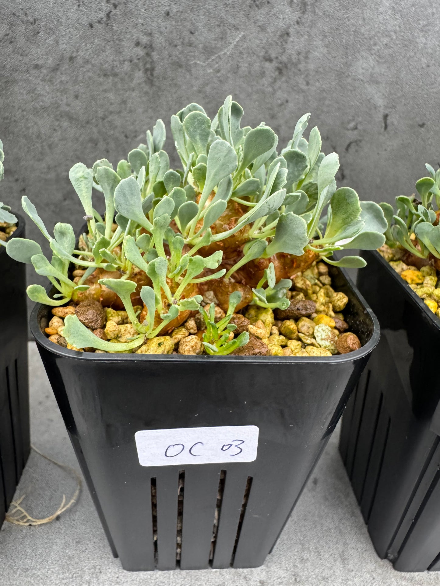 othonna cacalioides - große Pflanzen