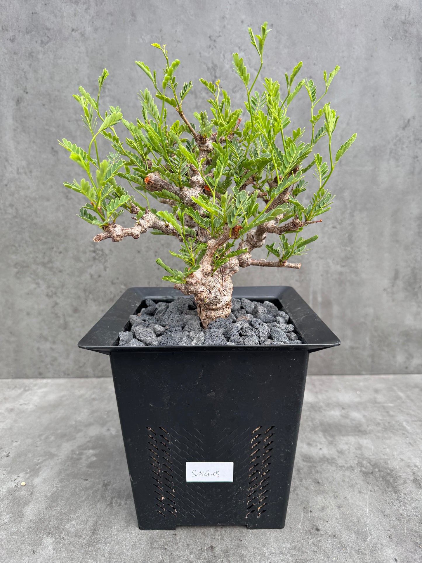 Senna meridionalis - ein exklusives Exemplar!