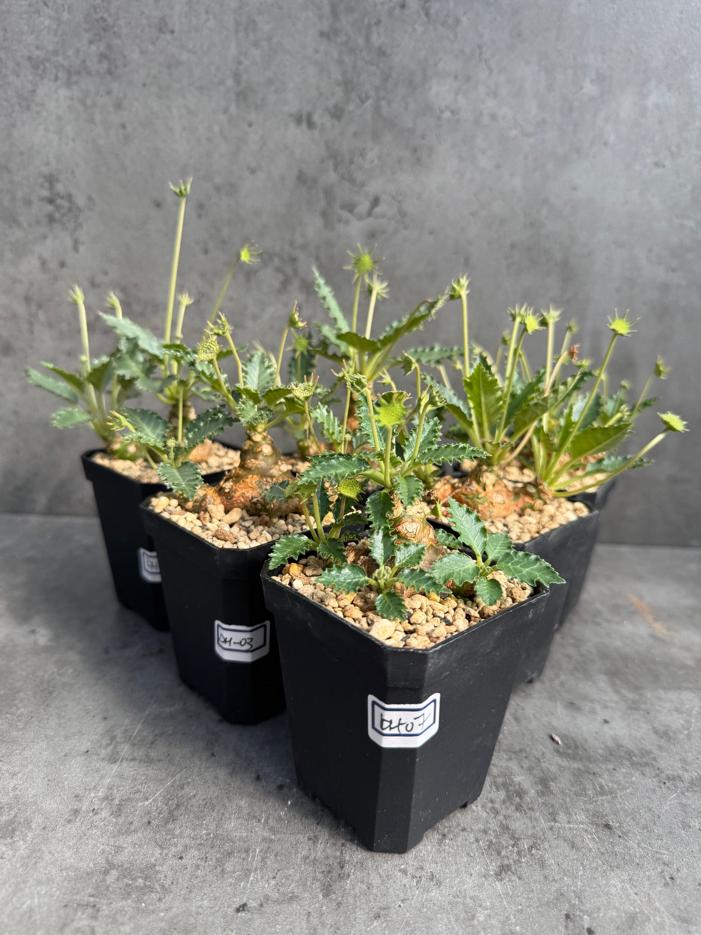 Dorstenia horwoodii
