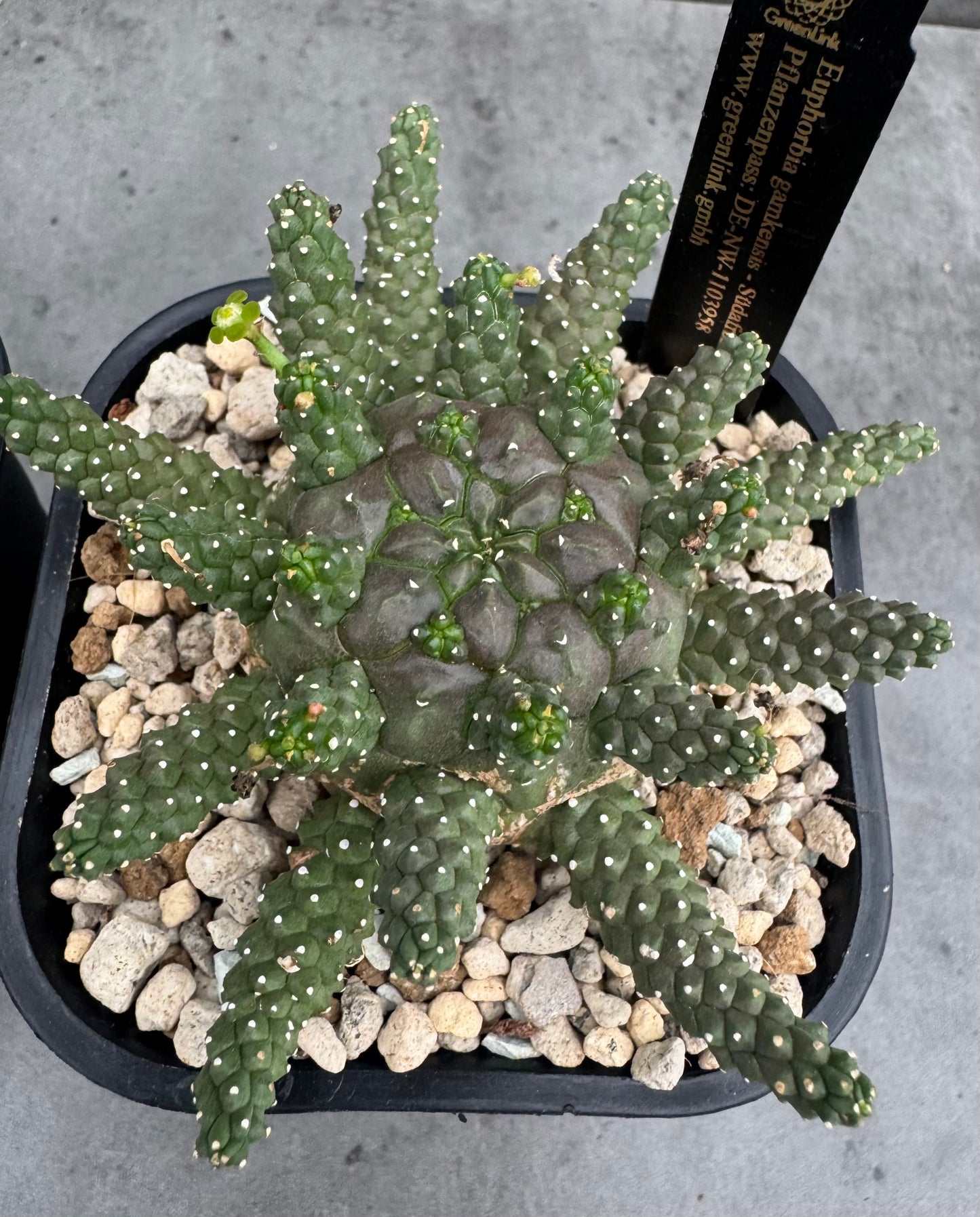 Euphorbia gamkensis
