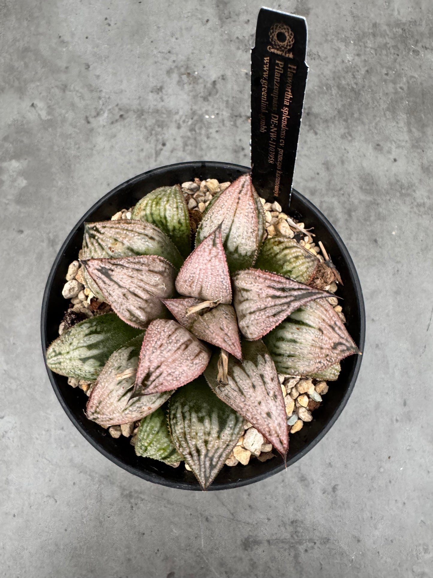 Haworthia splendens ‚Princess Kazunomiya‘
