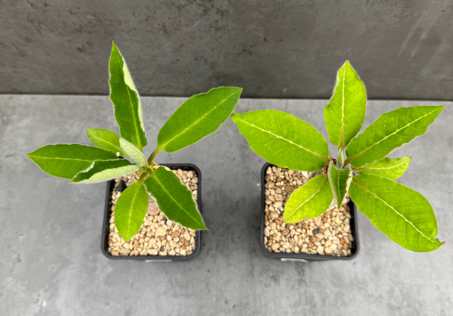Euphorbia ankarensis