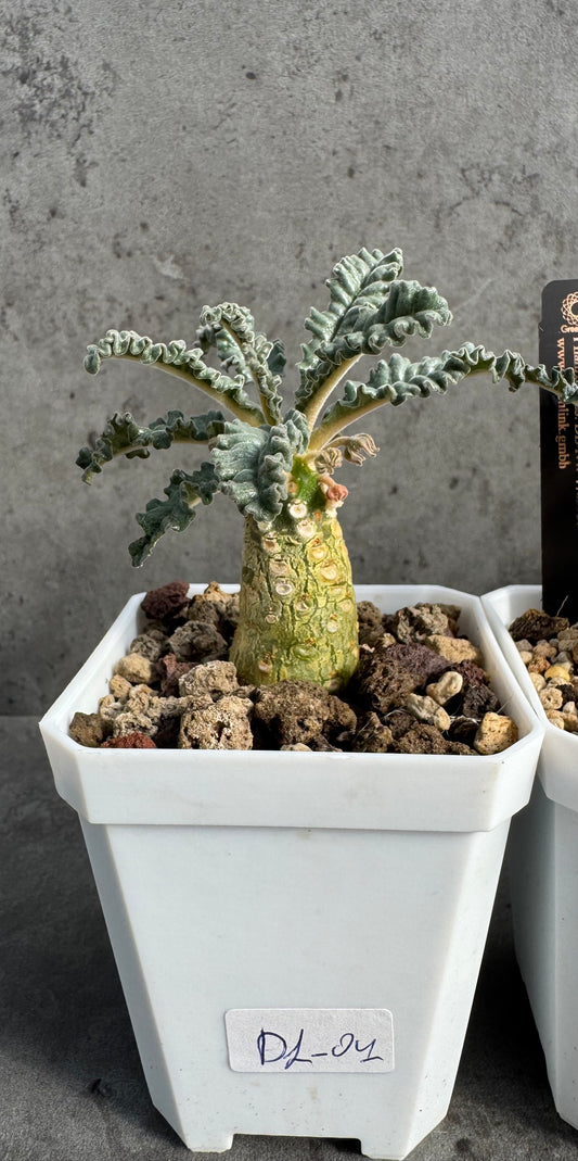Dorstenia Lavrani