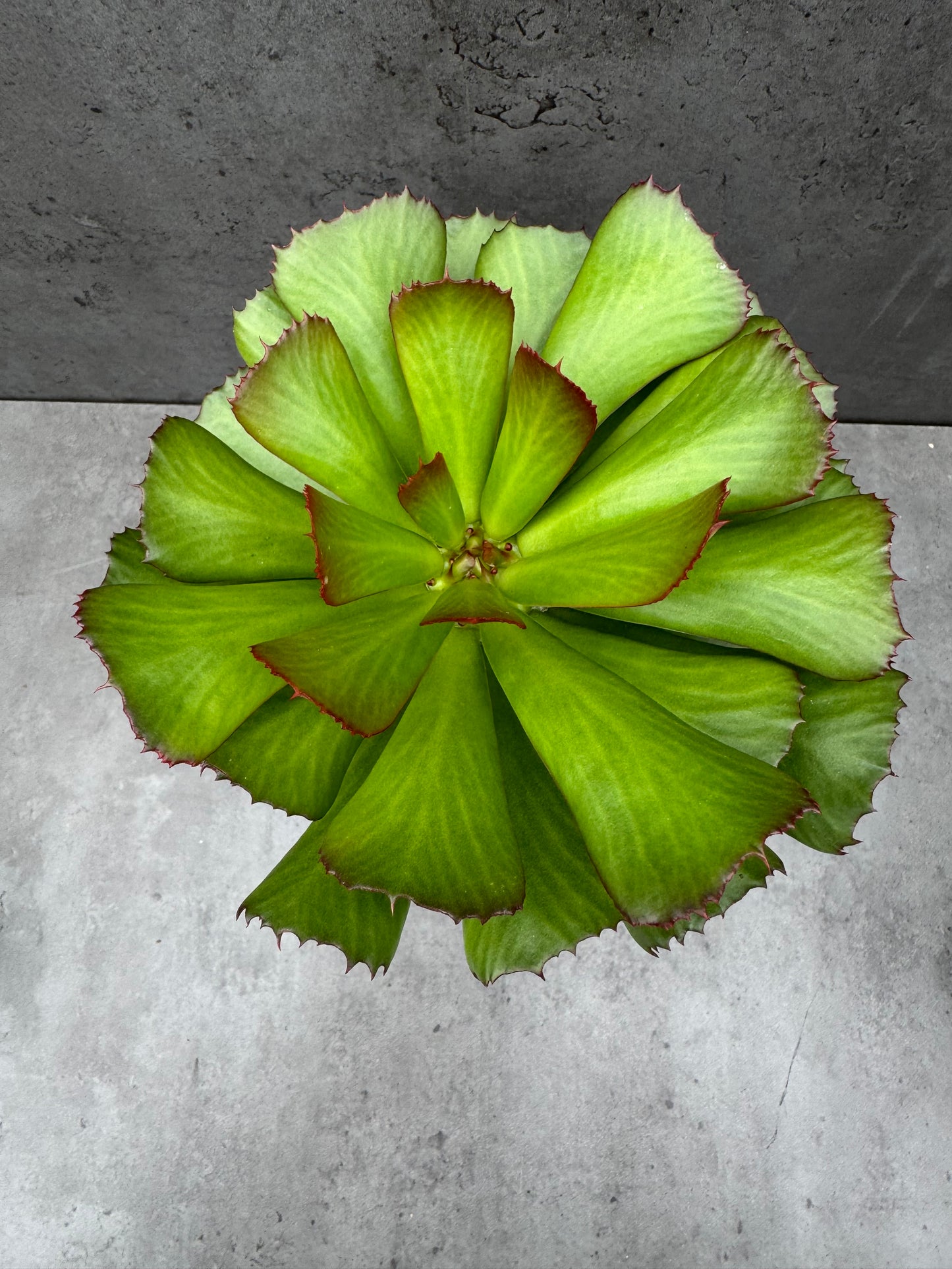 Euphorbia unispina - wurzelechte Exemplare