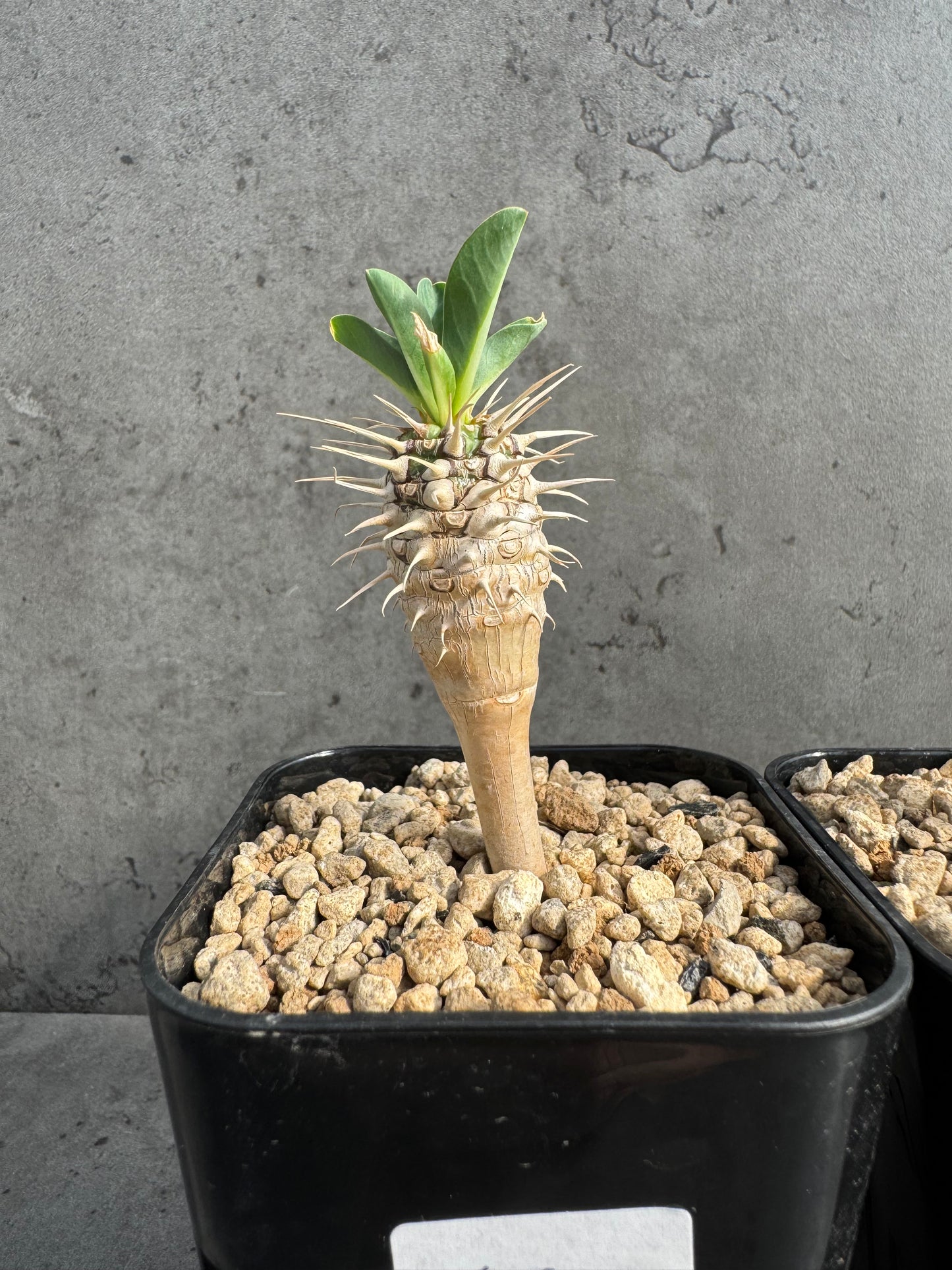 Euphorbia guillauminiana