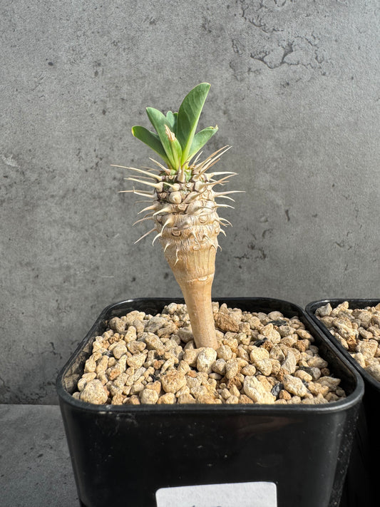 Euphorbia guillauminiana