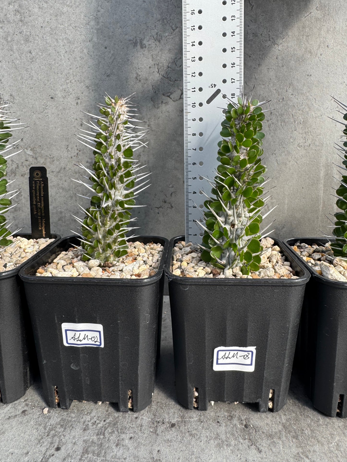 Alluaudia montagnacii