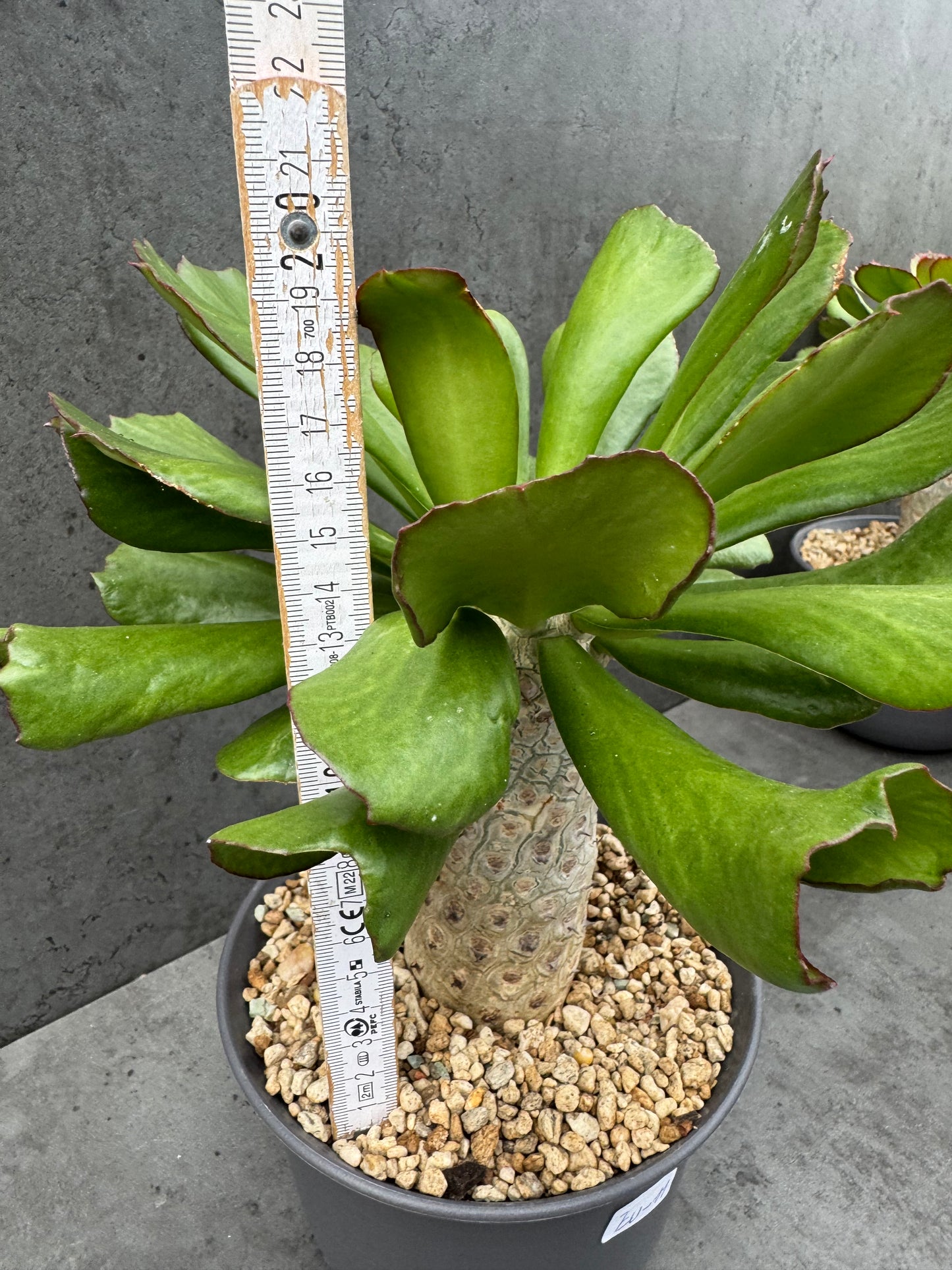 Euphorbia unispina - wurzelechte Exemplare