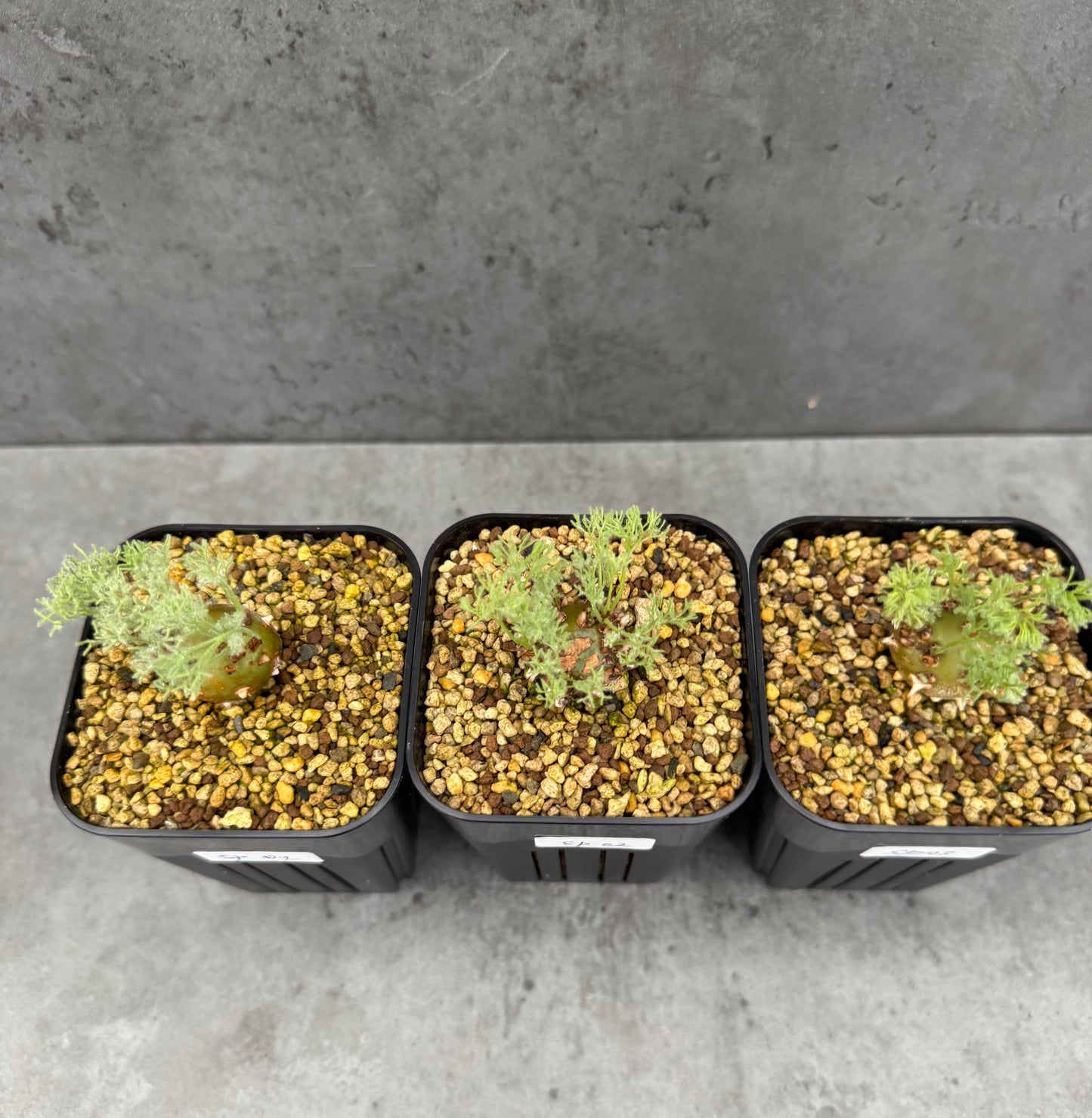 Sarcocaulon peniculinum