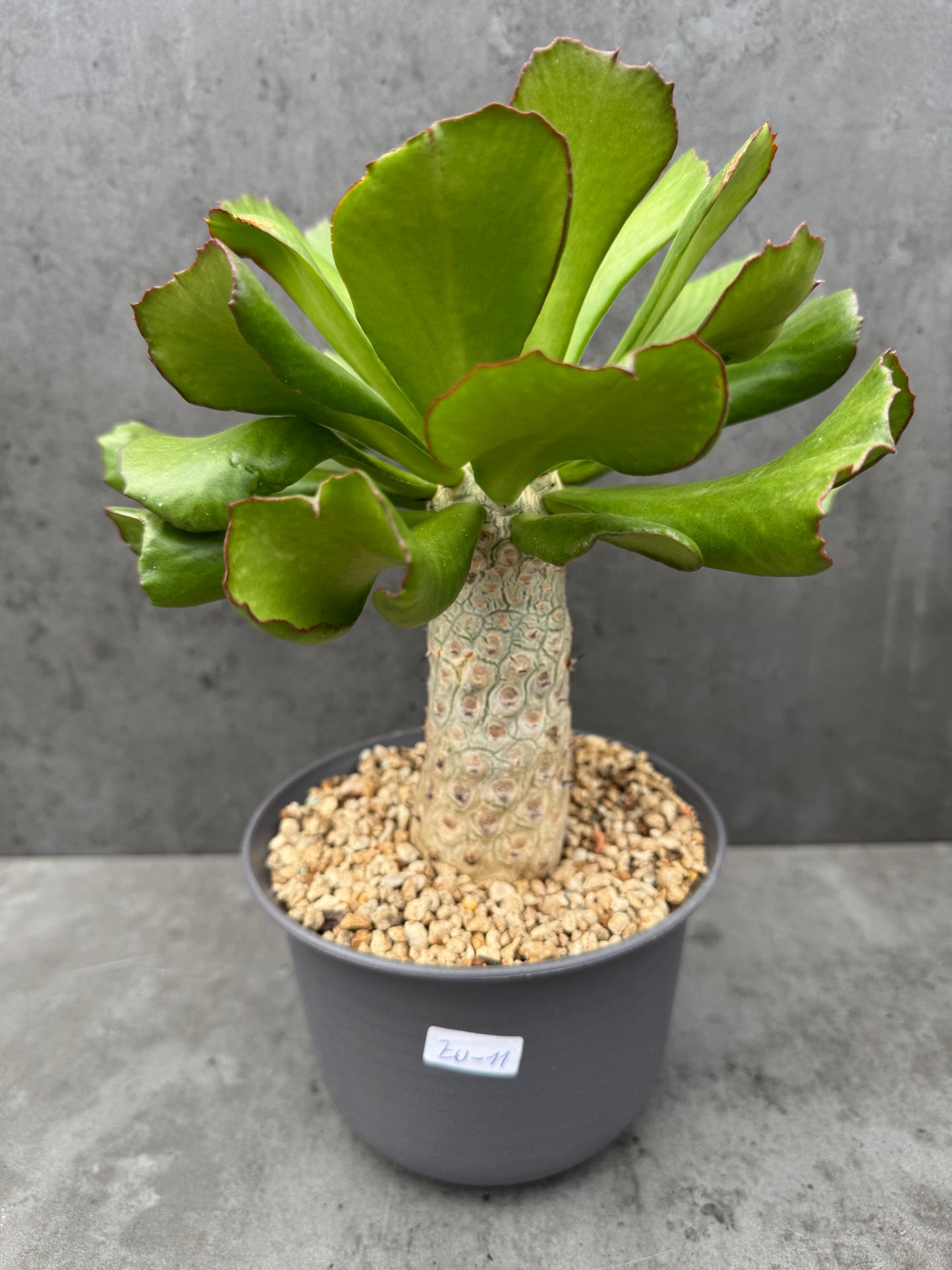 Euphorbia unispina - wurzelechte Exemplare