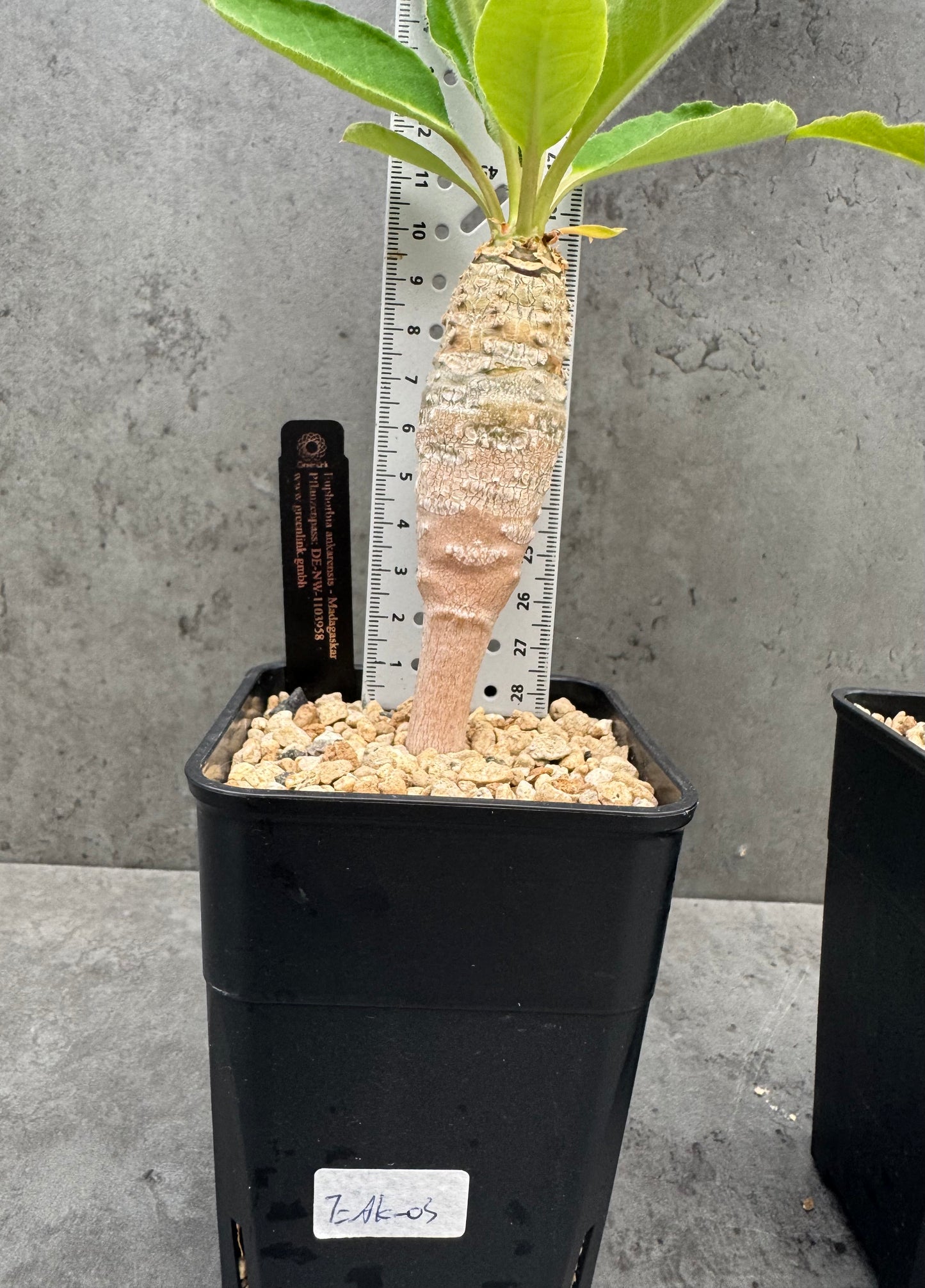 Euphorbia ankarensis