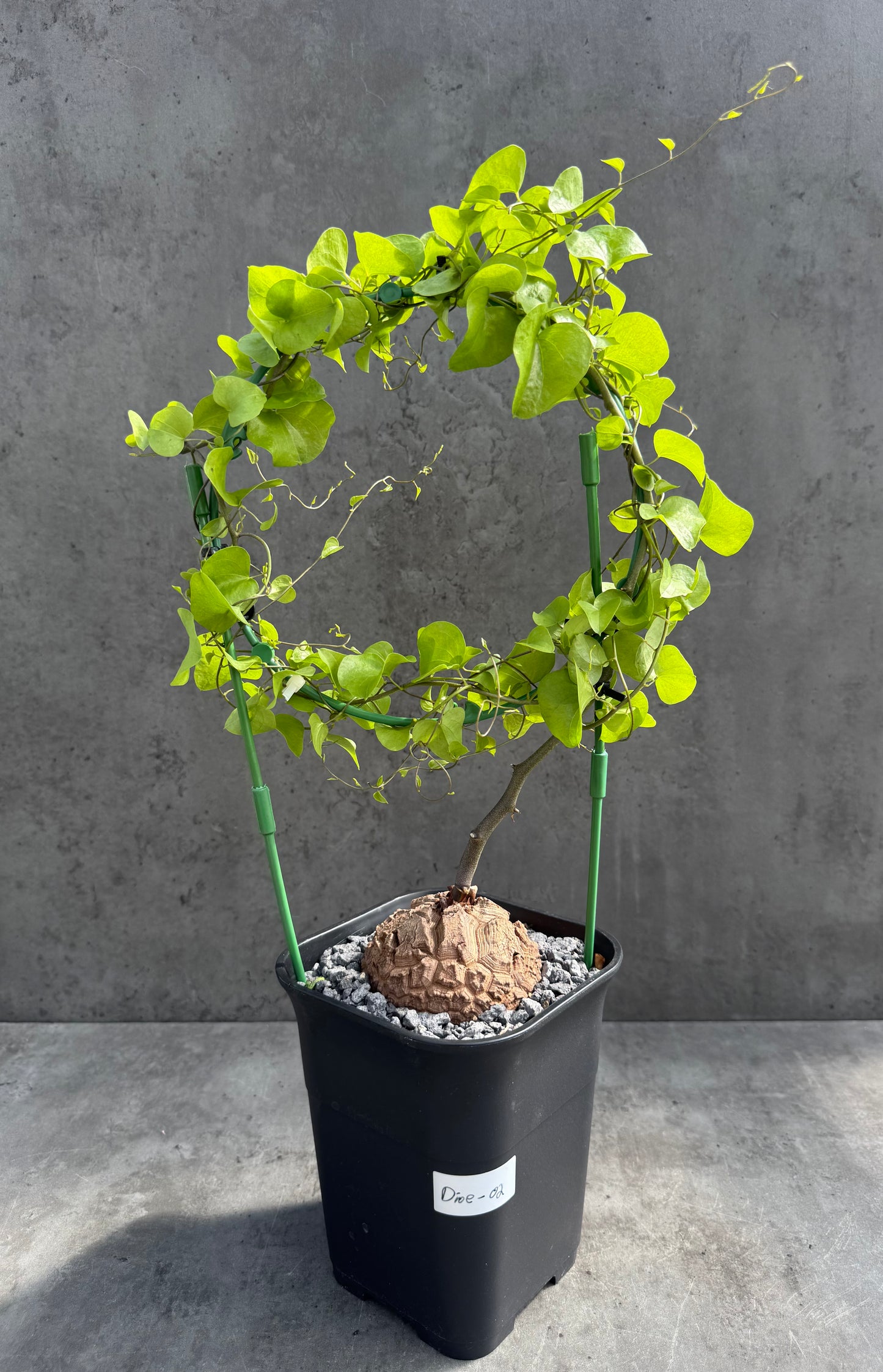 Dioscorea elephantipes – vollständig bewurzeltes Exemplar – Dioe-02