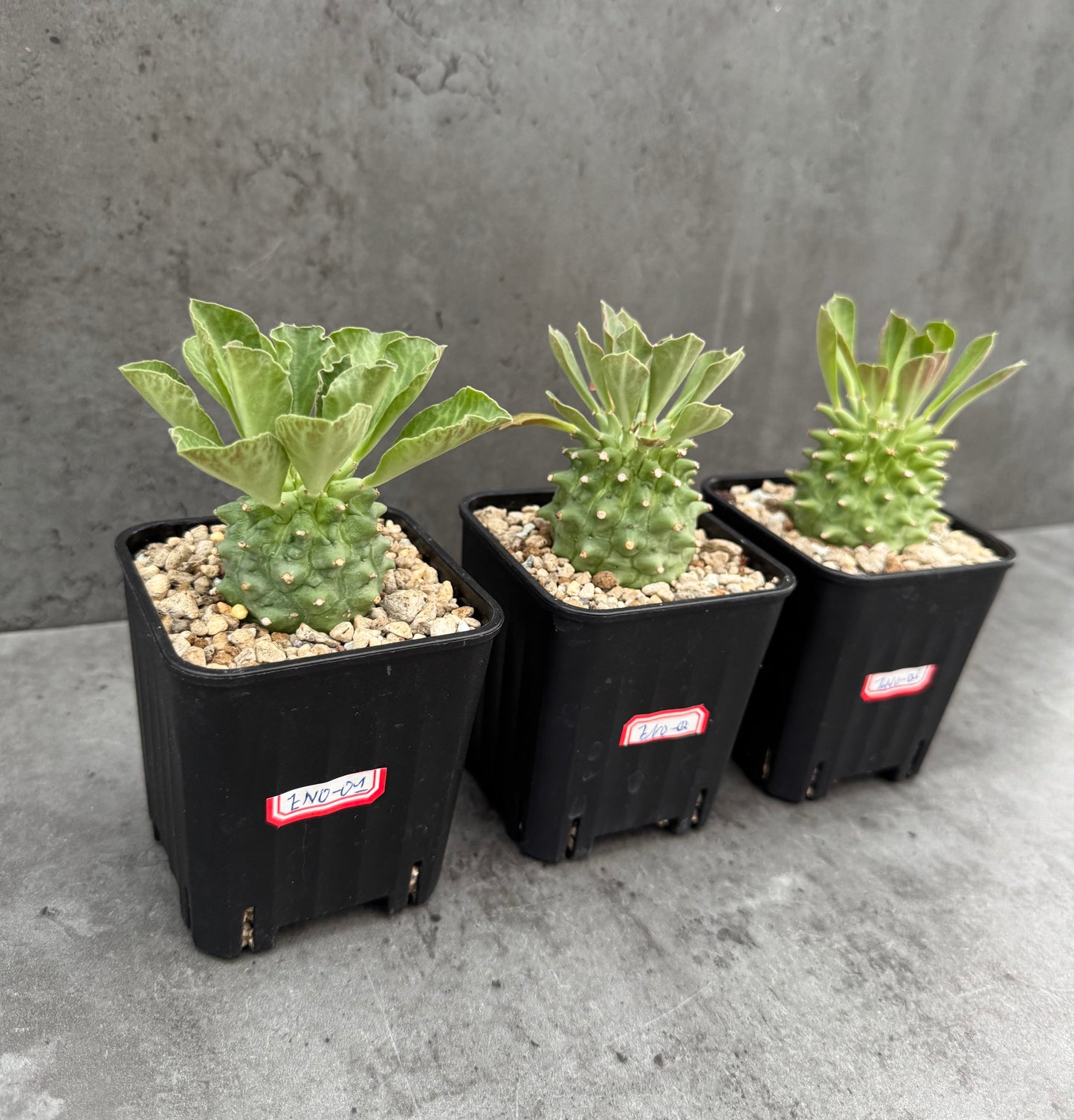 Euphorbia neoreflexa
