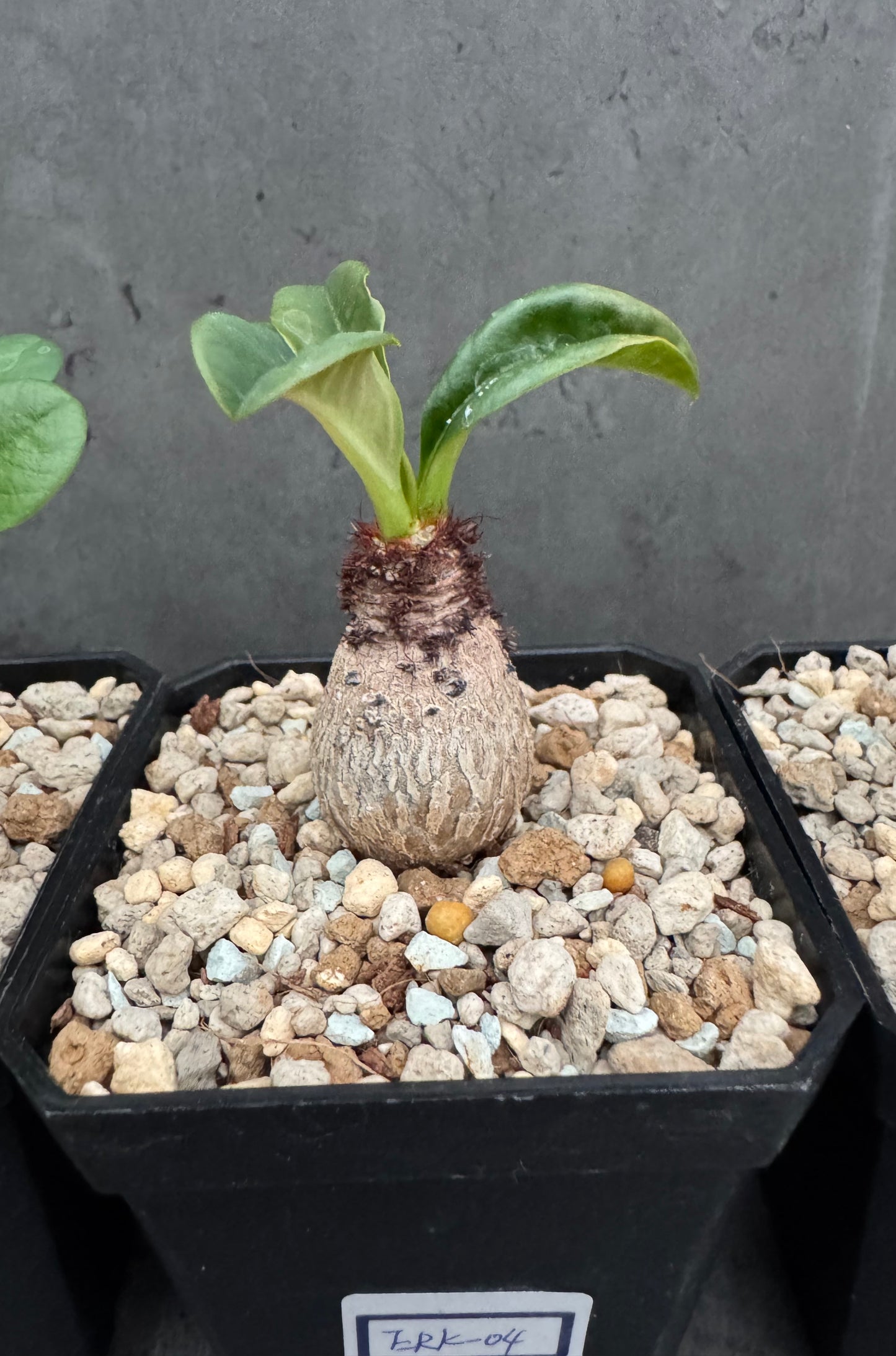 Euphorbia ramena
