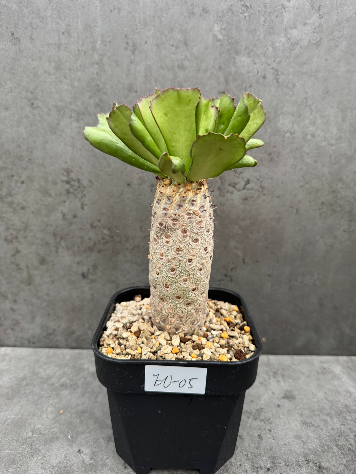 Euphorbia unispina