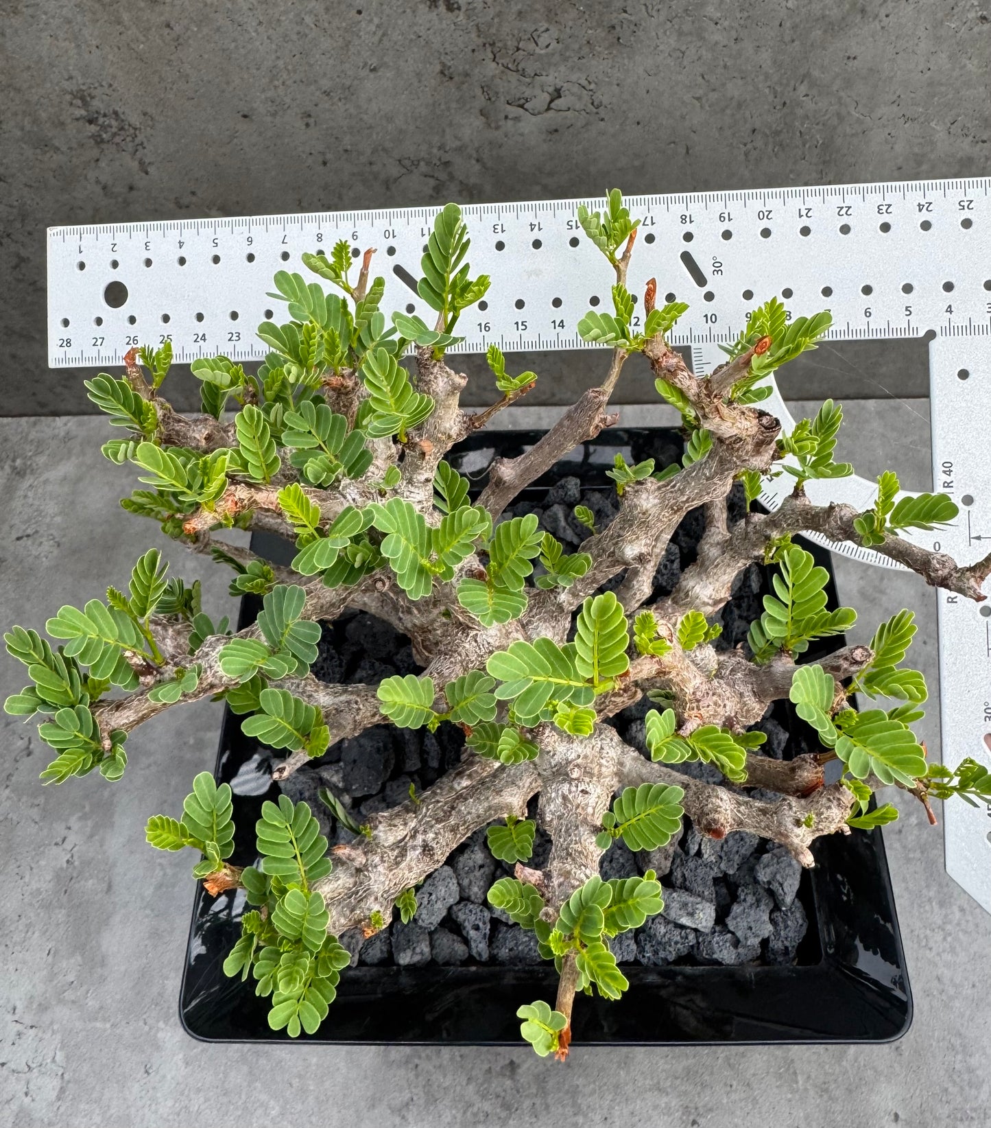 Senna meridionalis - ein exklusives Exemplar!