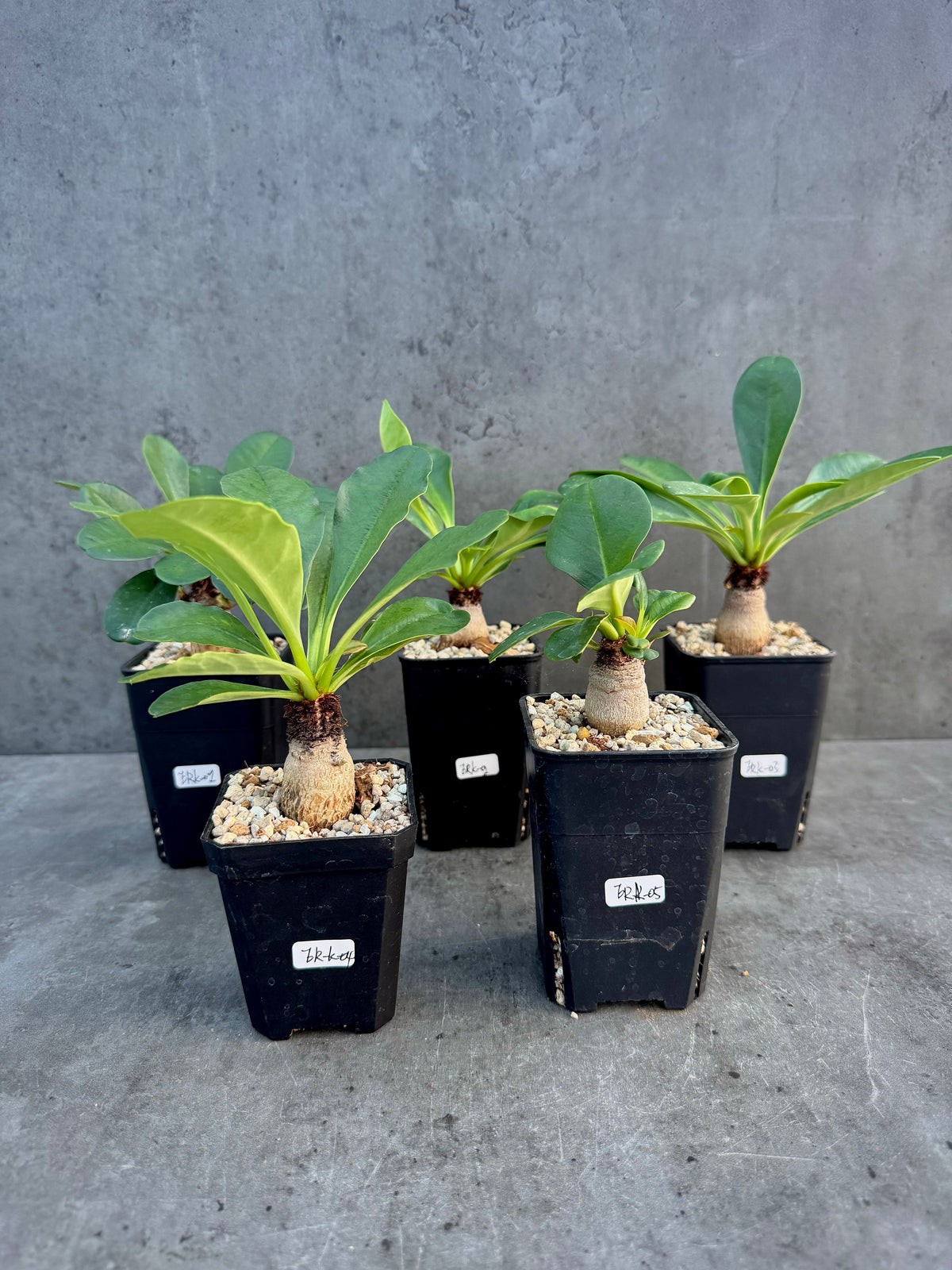 Euphorbia ramena