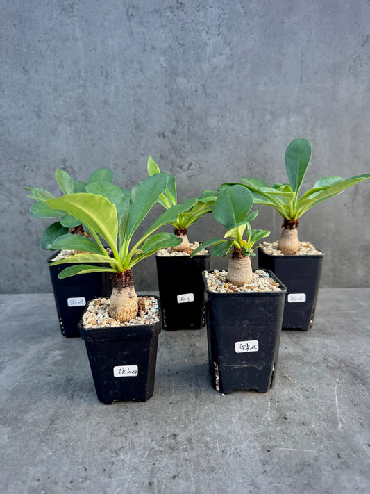 Euphorbia ramena