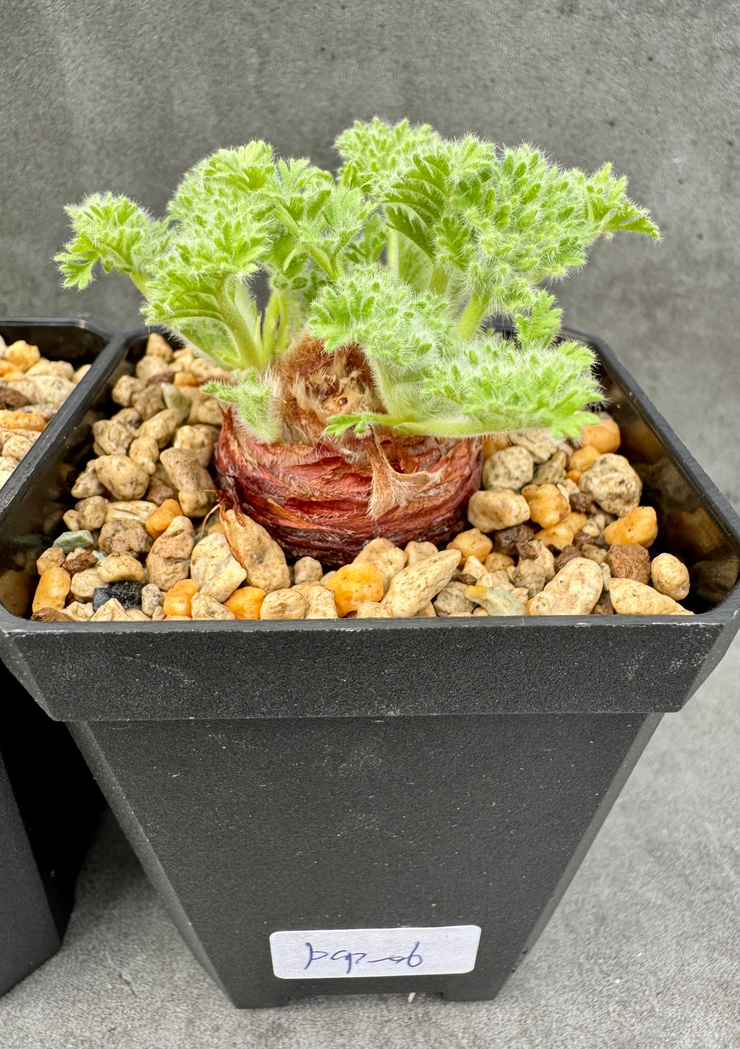 Pelargonium appendiculatum