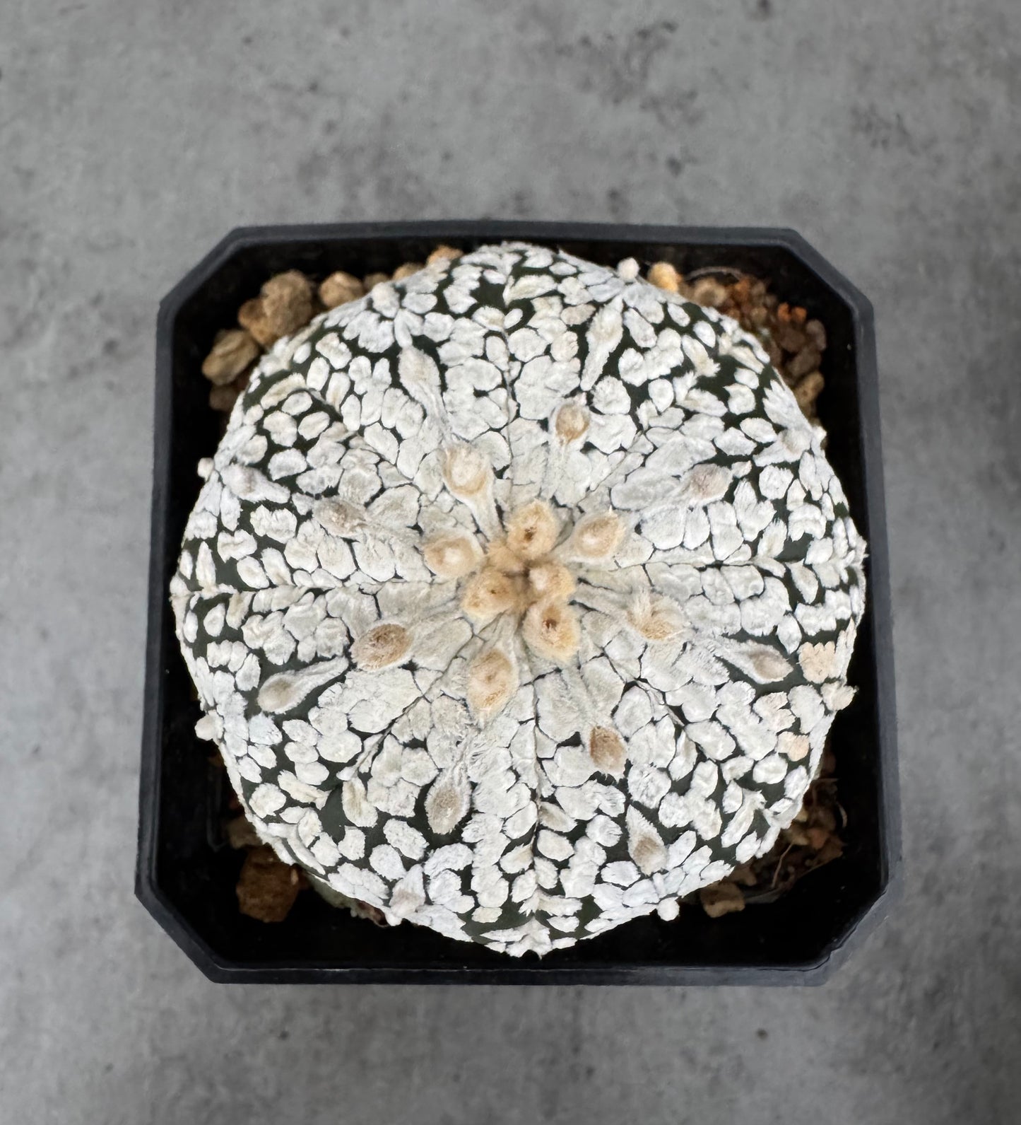 Astrophytum asterias Super kabuto