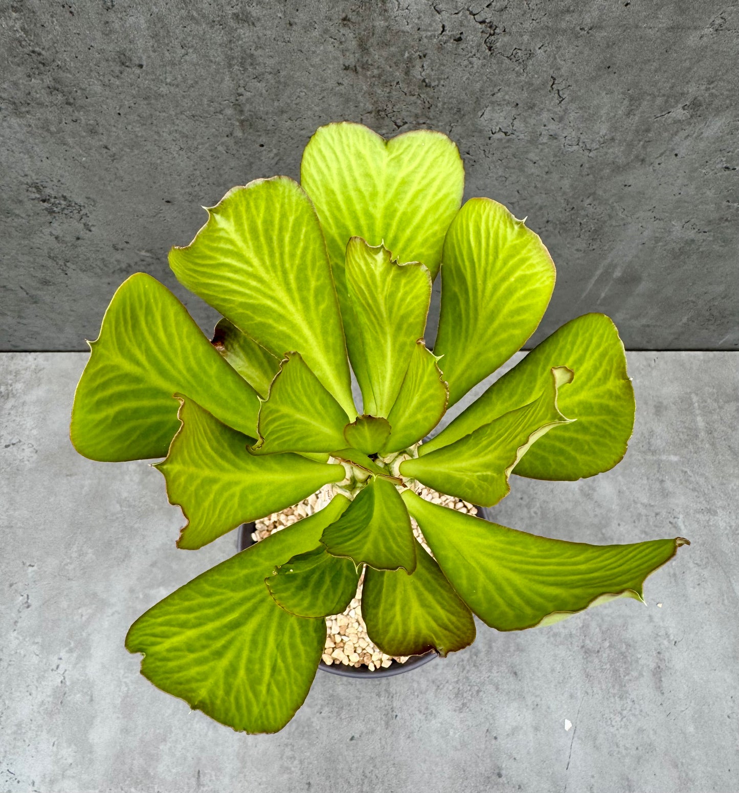 Euphorbia Poissonii - originale Form