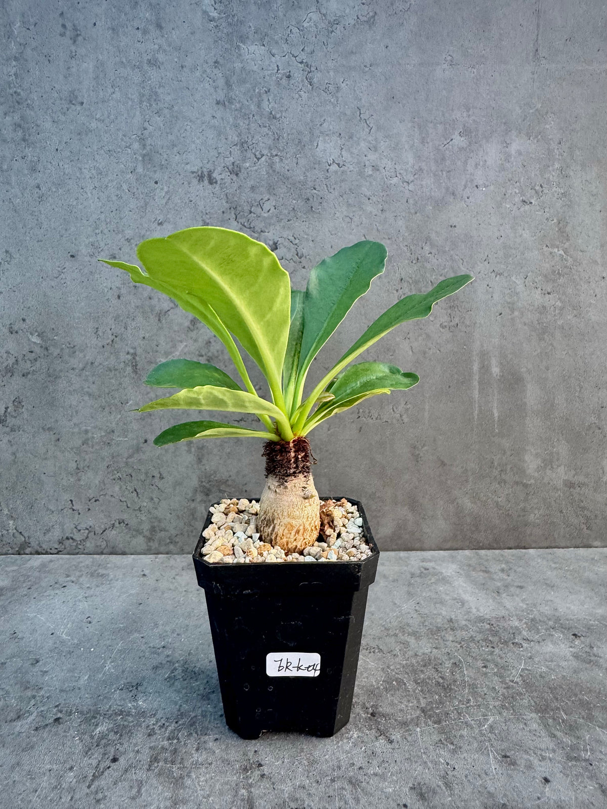 Euphorbia ramena