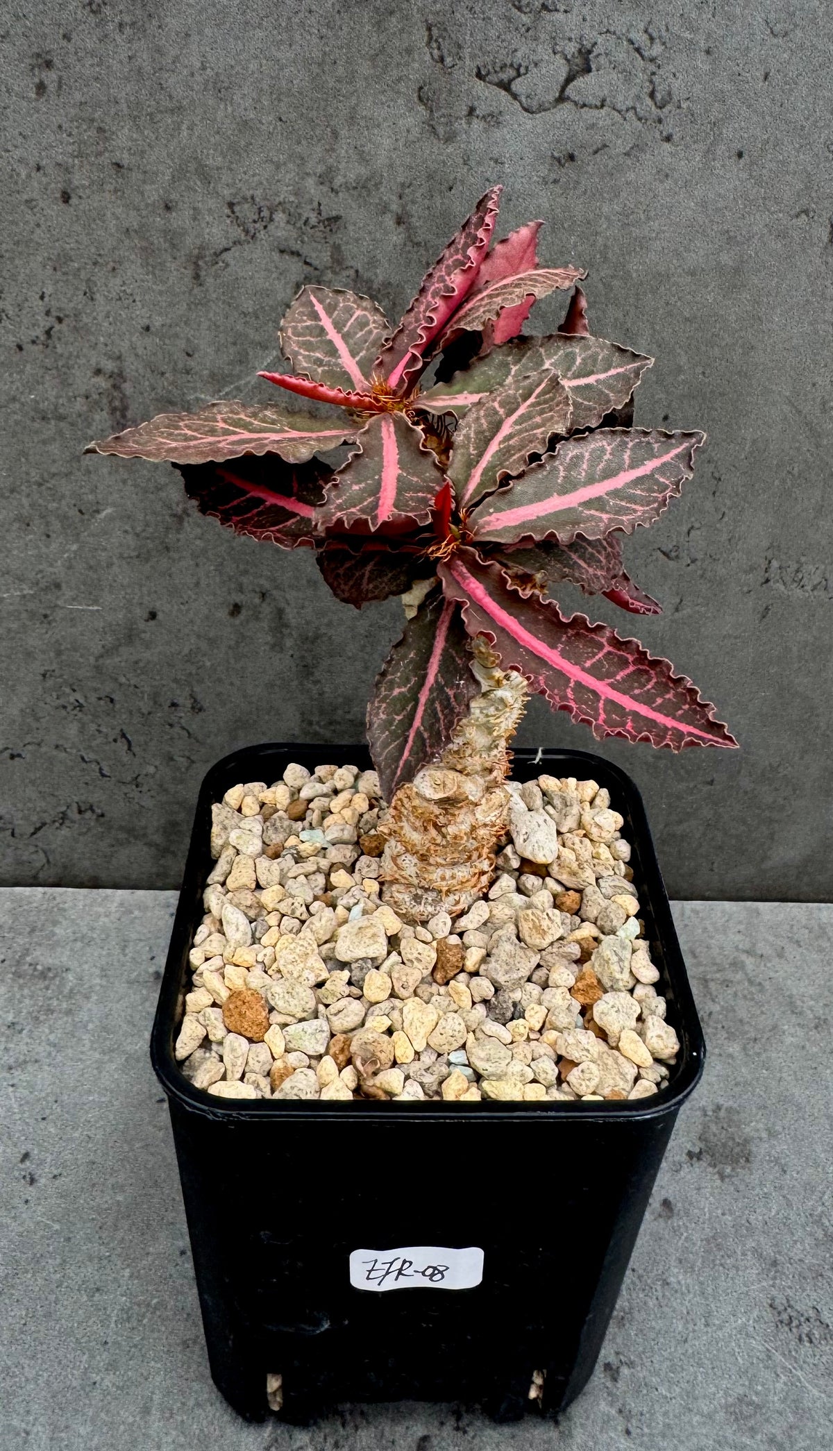 Euphorbia francoisii var. crassicaulis 'Rubrifolia' – robust kultiviert in rein mineralischem Substrat.