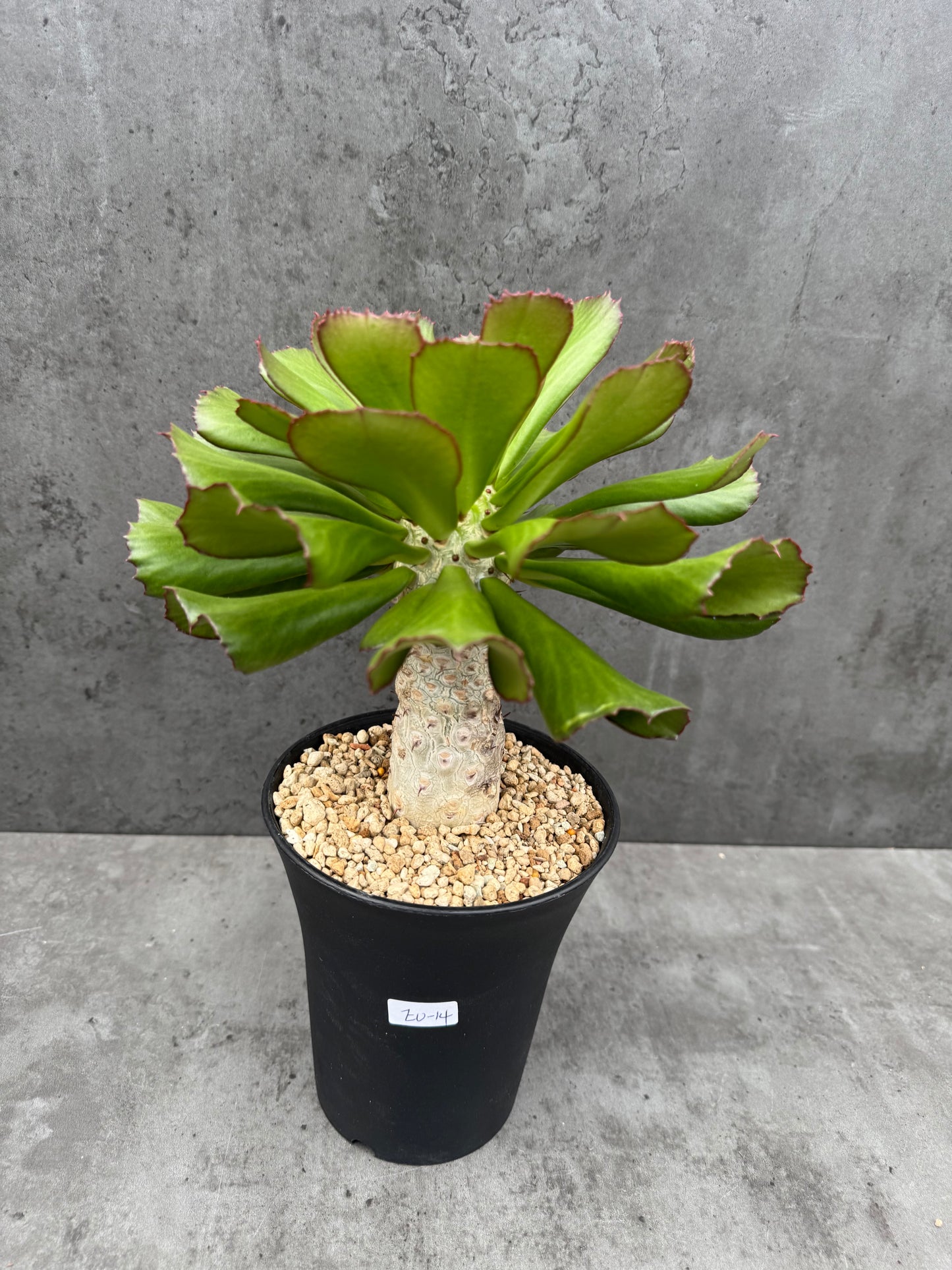 Euphorbia unispina - wurzelechte Exemplare