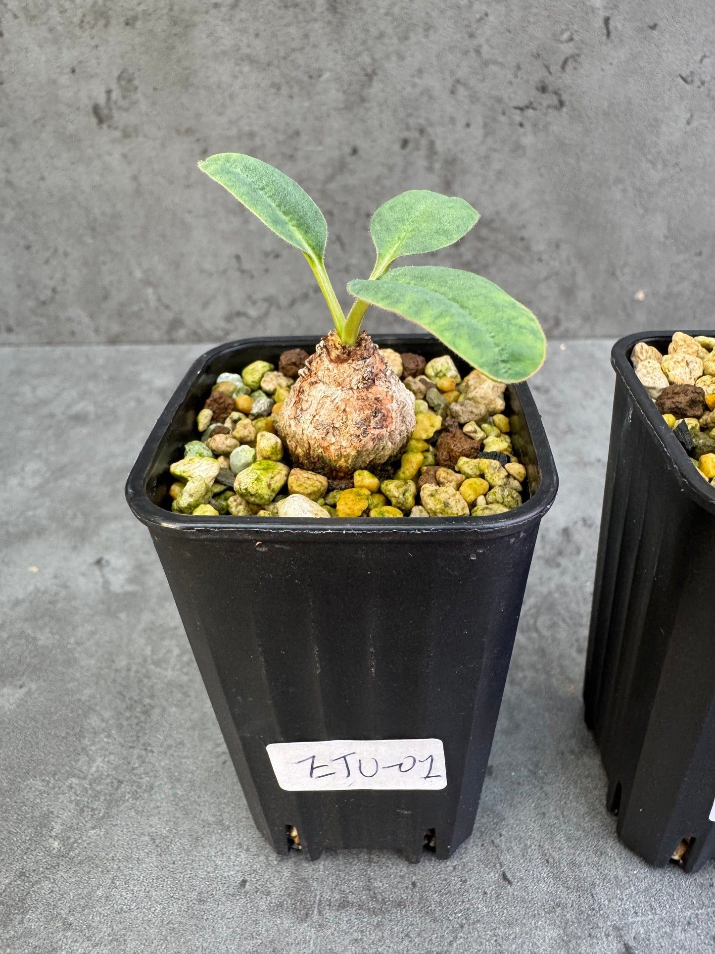 Euphorbia turberosa - Winterwachser