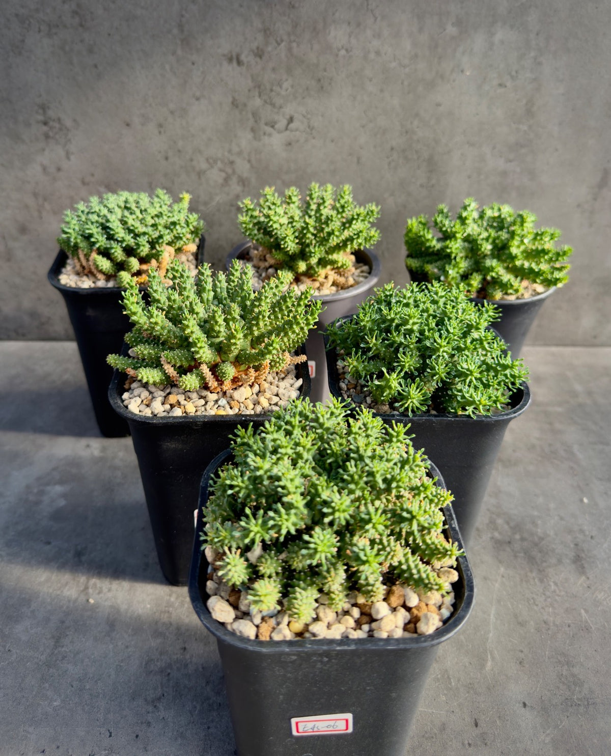 Euphorbia atroviridis