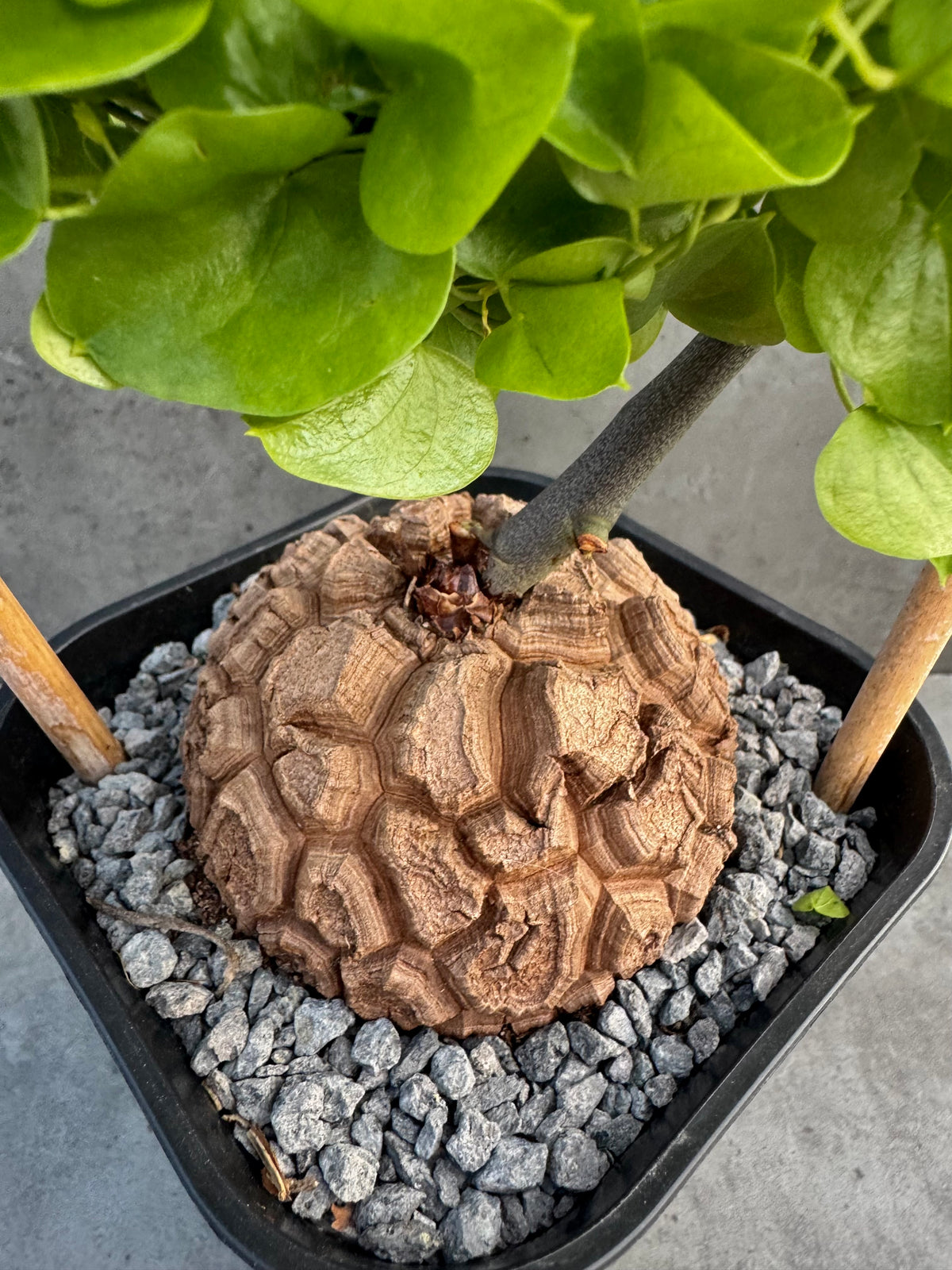 Dioscorea elephantipes – vollständig bewurzeltes Exemplar – Dio-08