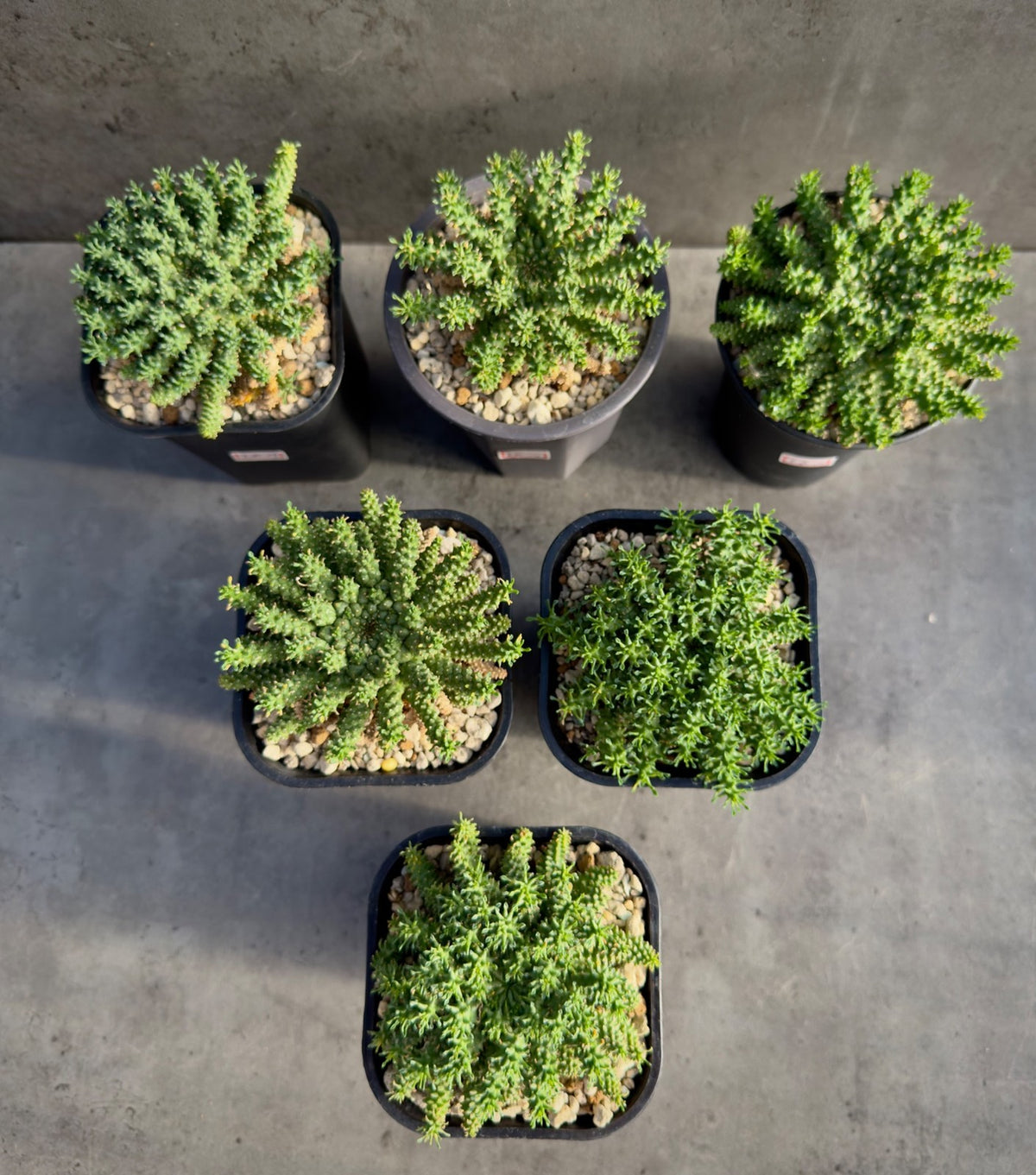 Euphorbia atroviridis