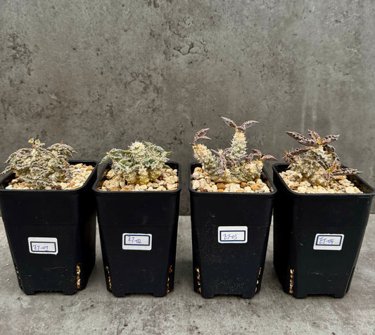 Euphorbia tulearensis