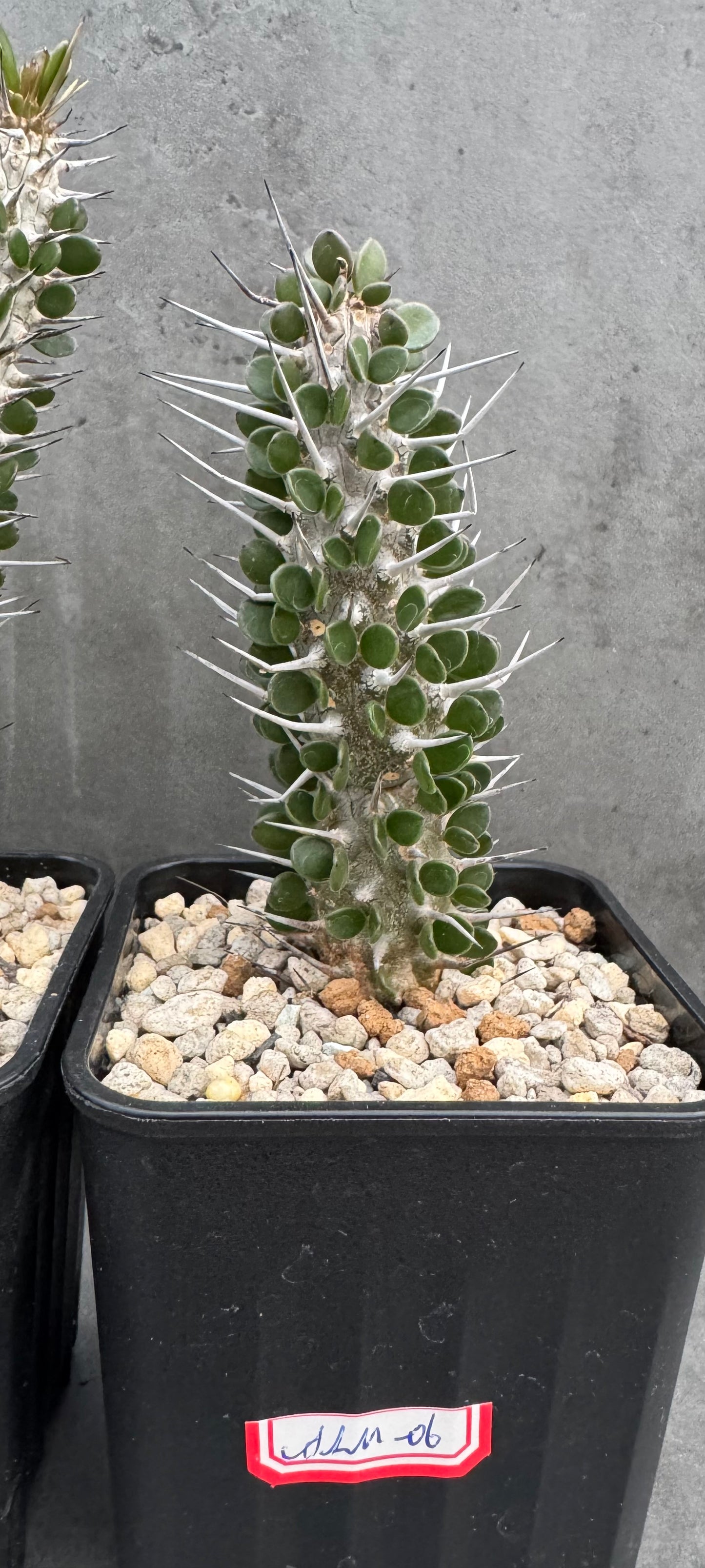 Alluaudia montagnacii