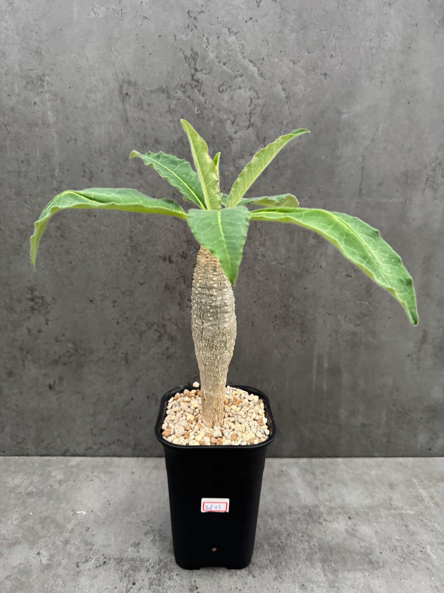 Euphorbia Ankarensis - Große Exemplare