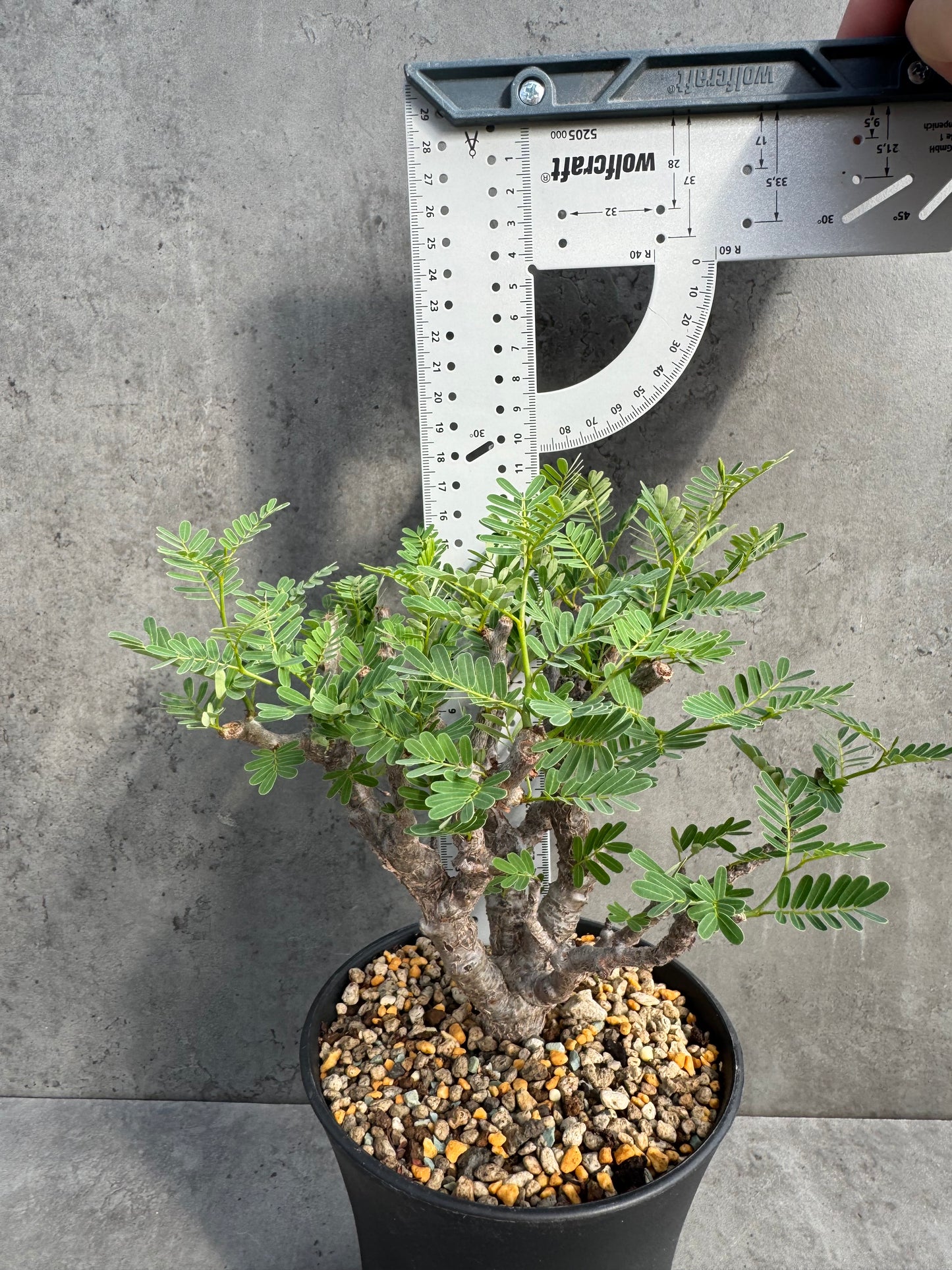 Senna meridionalis