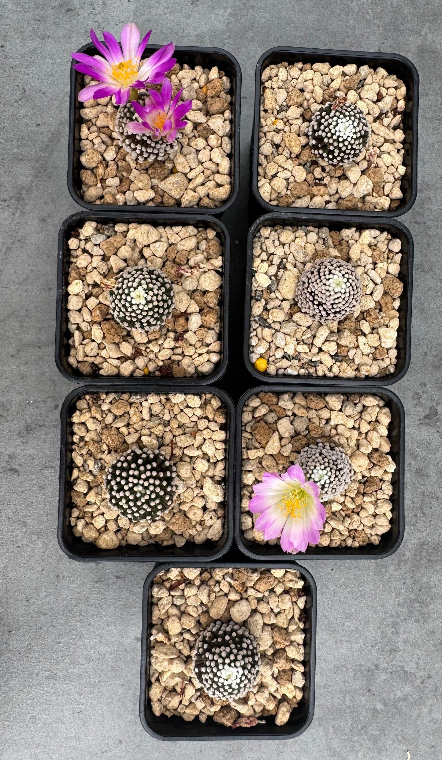 Mammillaria luethyi - wurzelecht