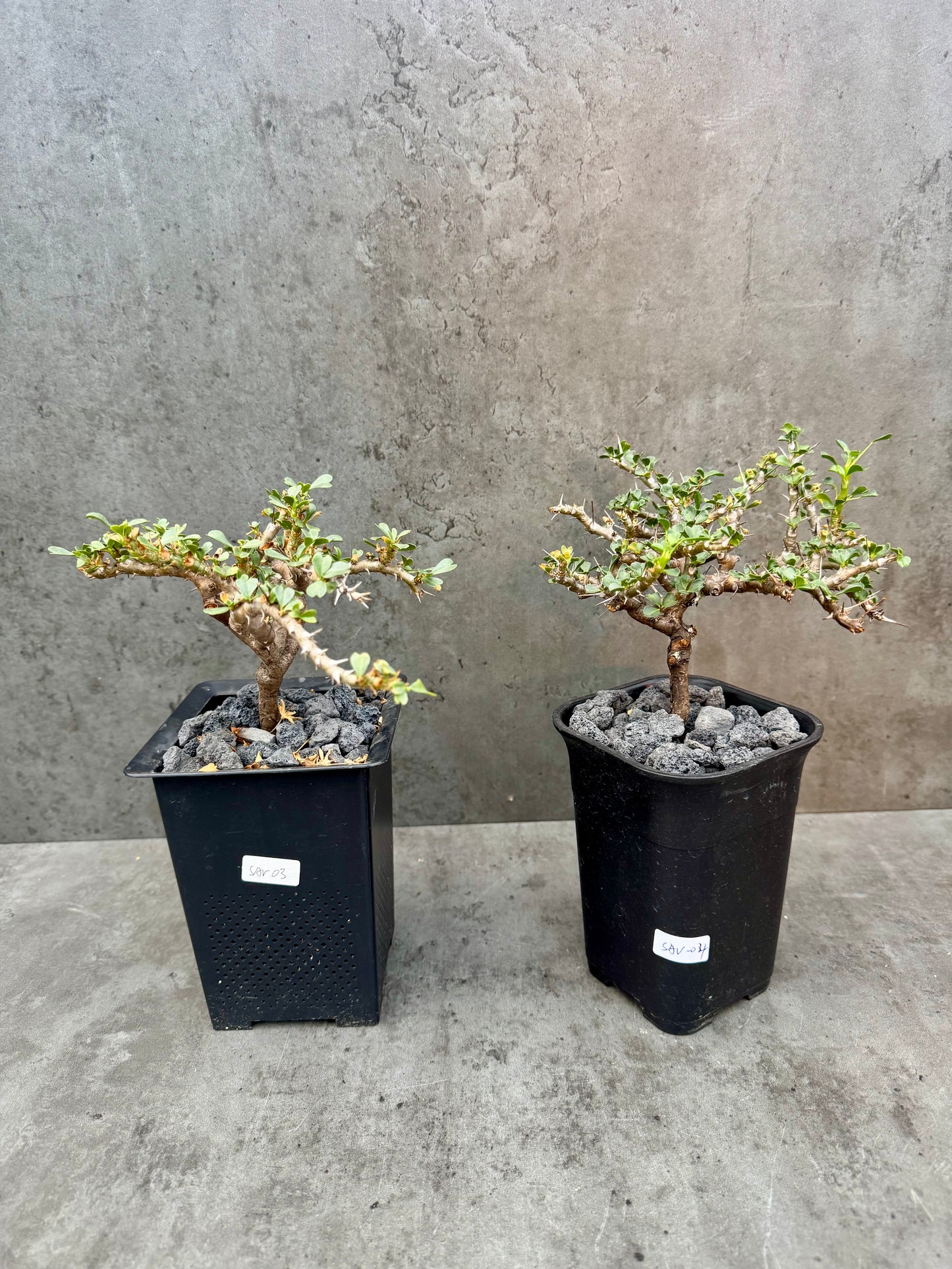 Sarcocaulon vanderietiae