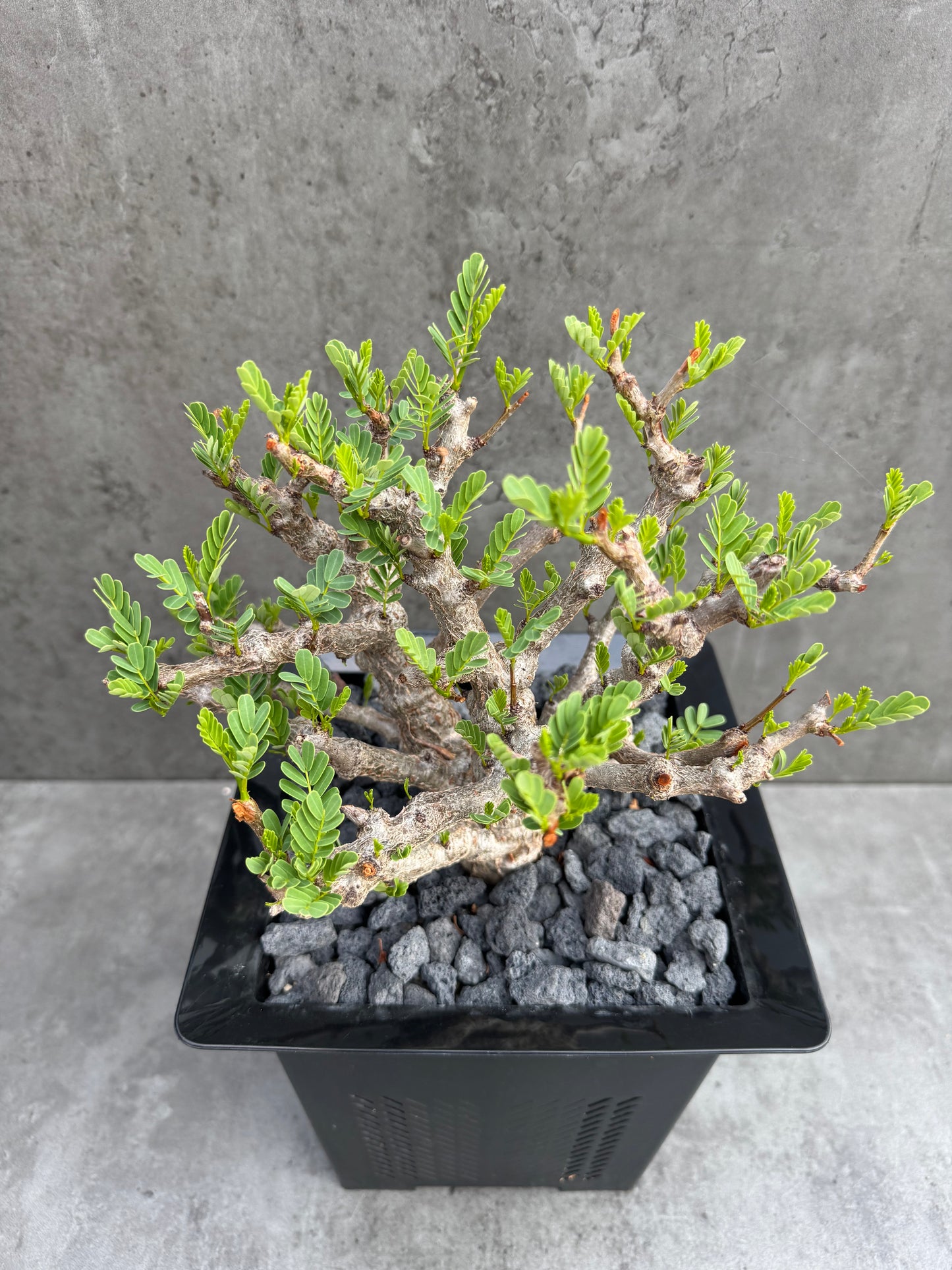 Senna meridionalis - ein exklusives Exemplar!