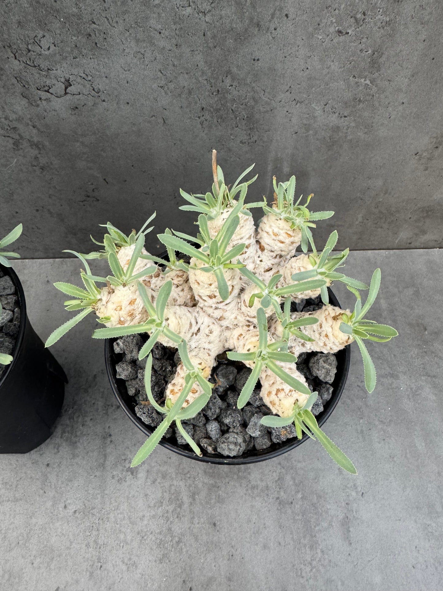 Othonna retrorsa- Riesenmutterpflanzen