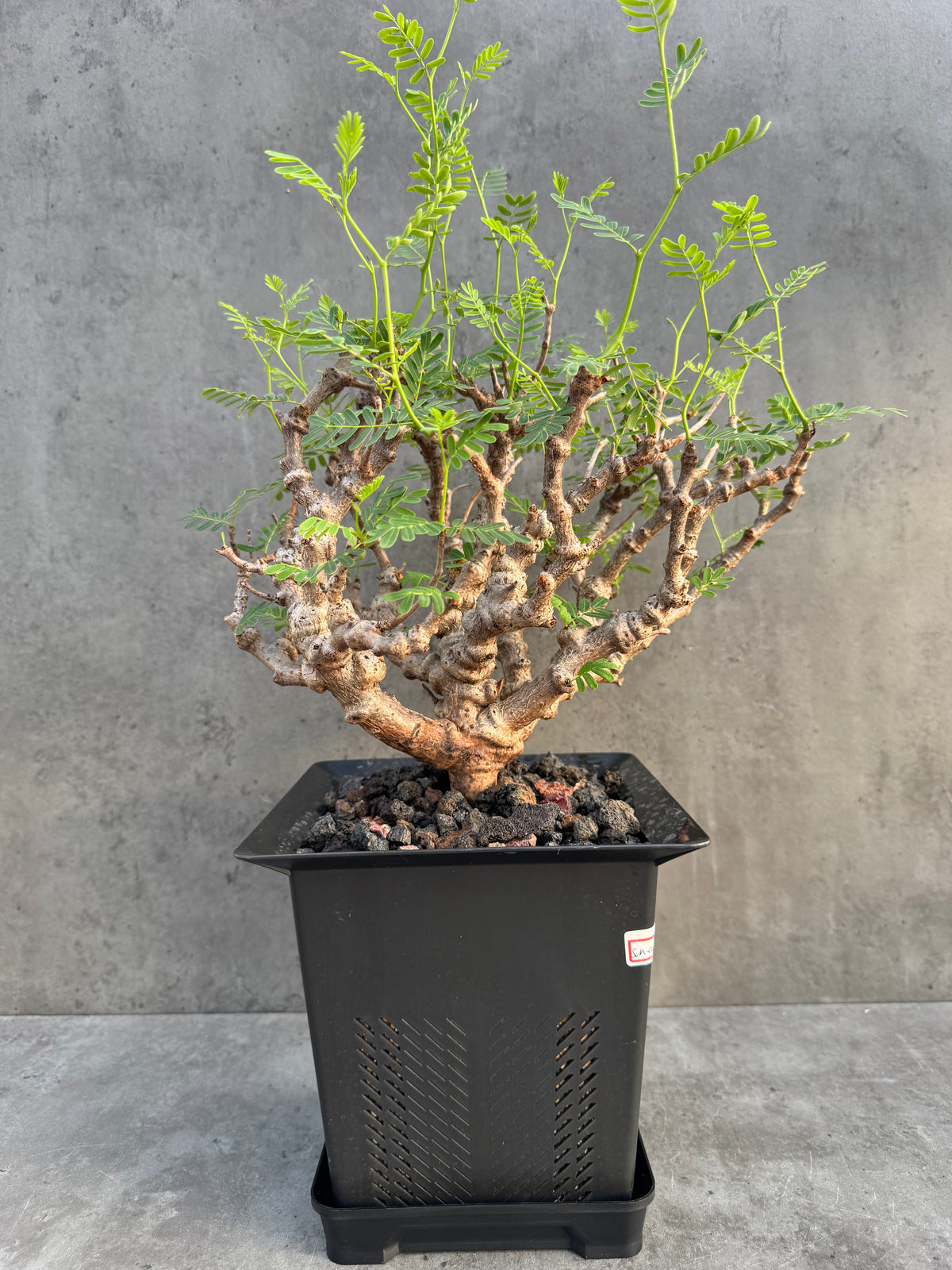 Senna meridionalis XXL - ein exklusives Exemplar! (XXL-04)
