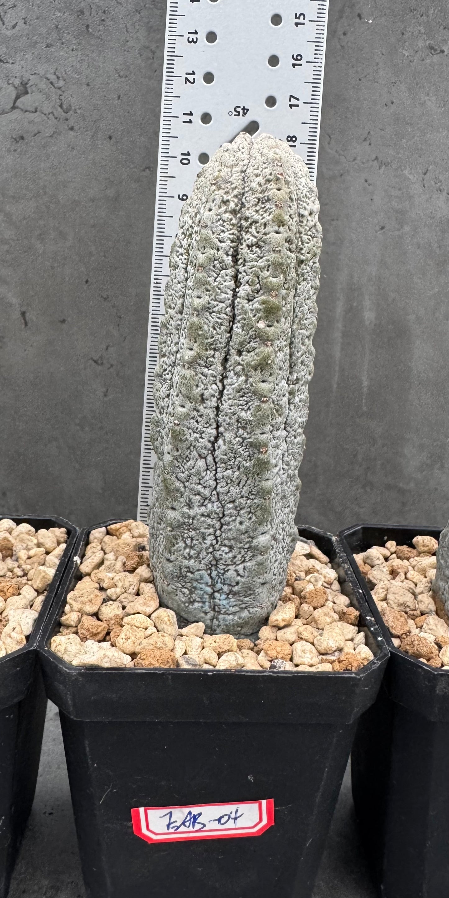 Euphorbia abdelkuri – wurzecht