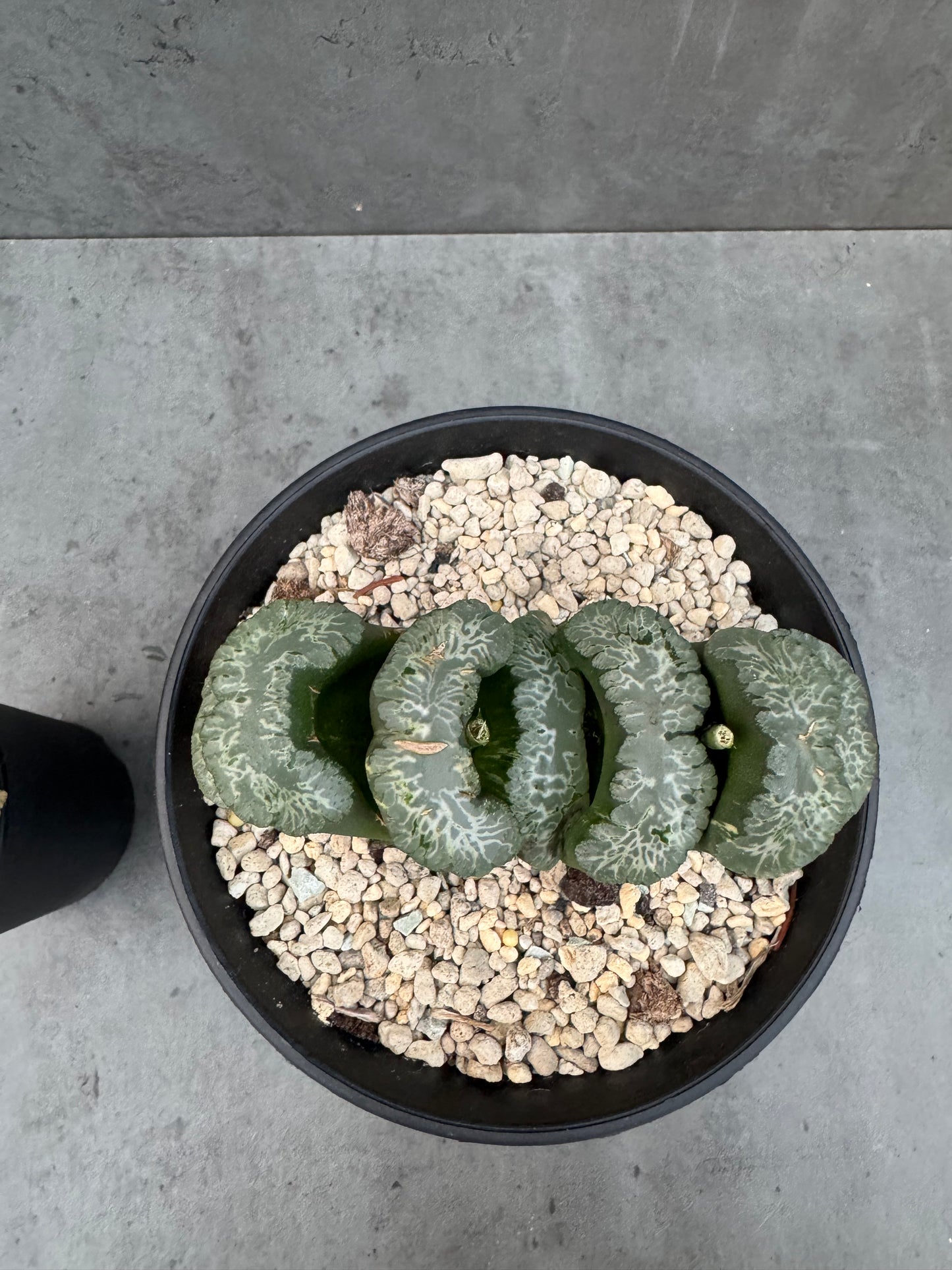 Haworthia Truncata 'Hokusai - Semi-variegata