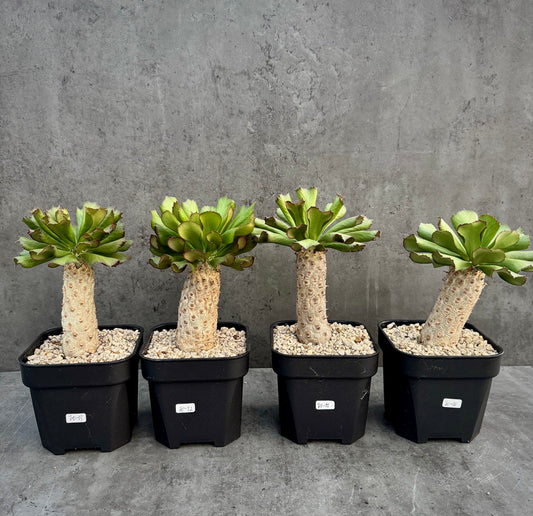 Euphorbia unispina