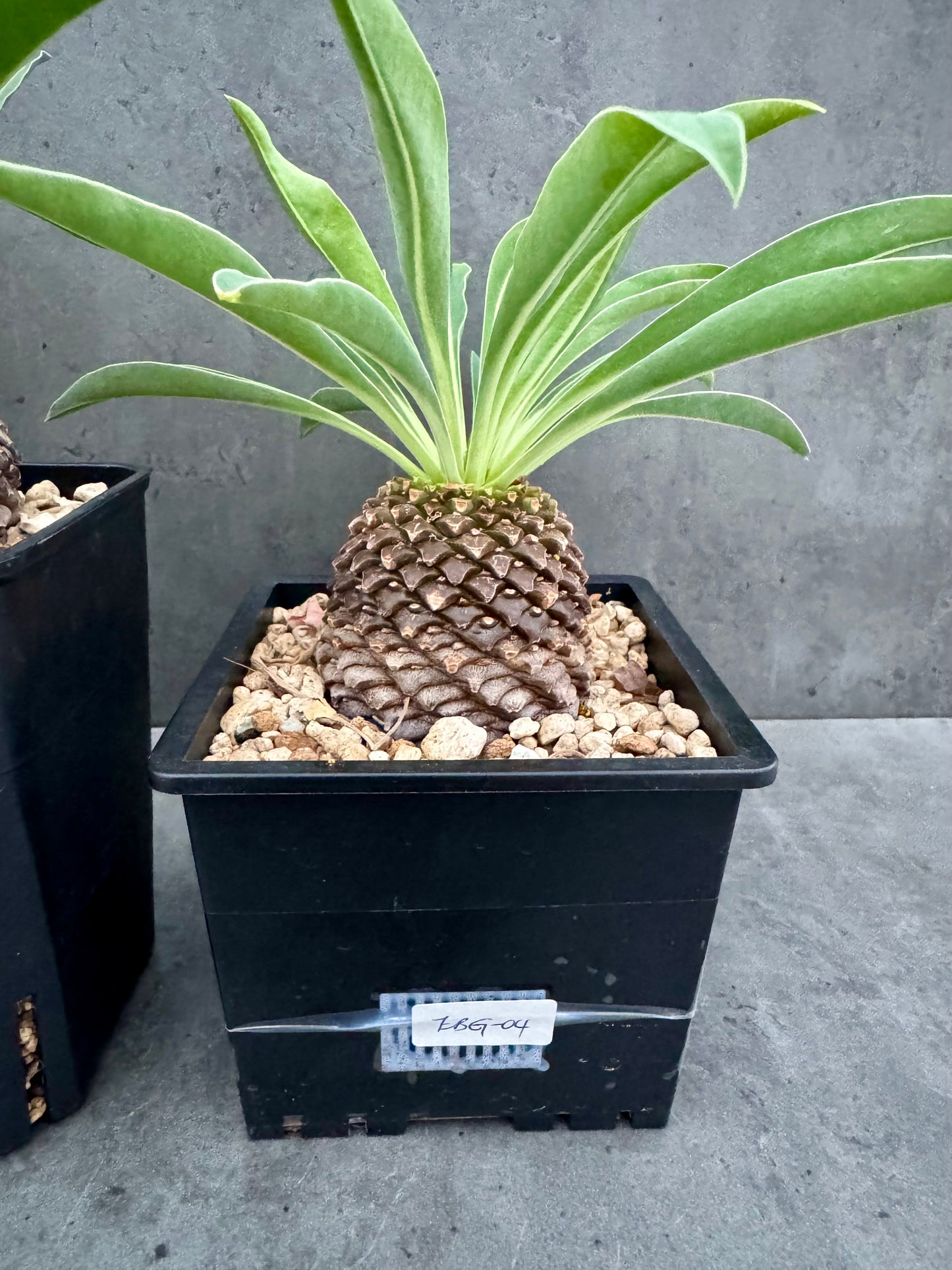 Euphorbia bupleurifolia – Exklusive Caudexpflanze mit Palmen- & Ananasoptik (große Exemplare)