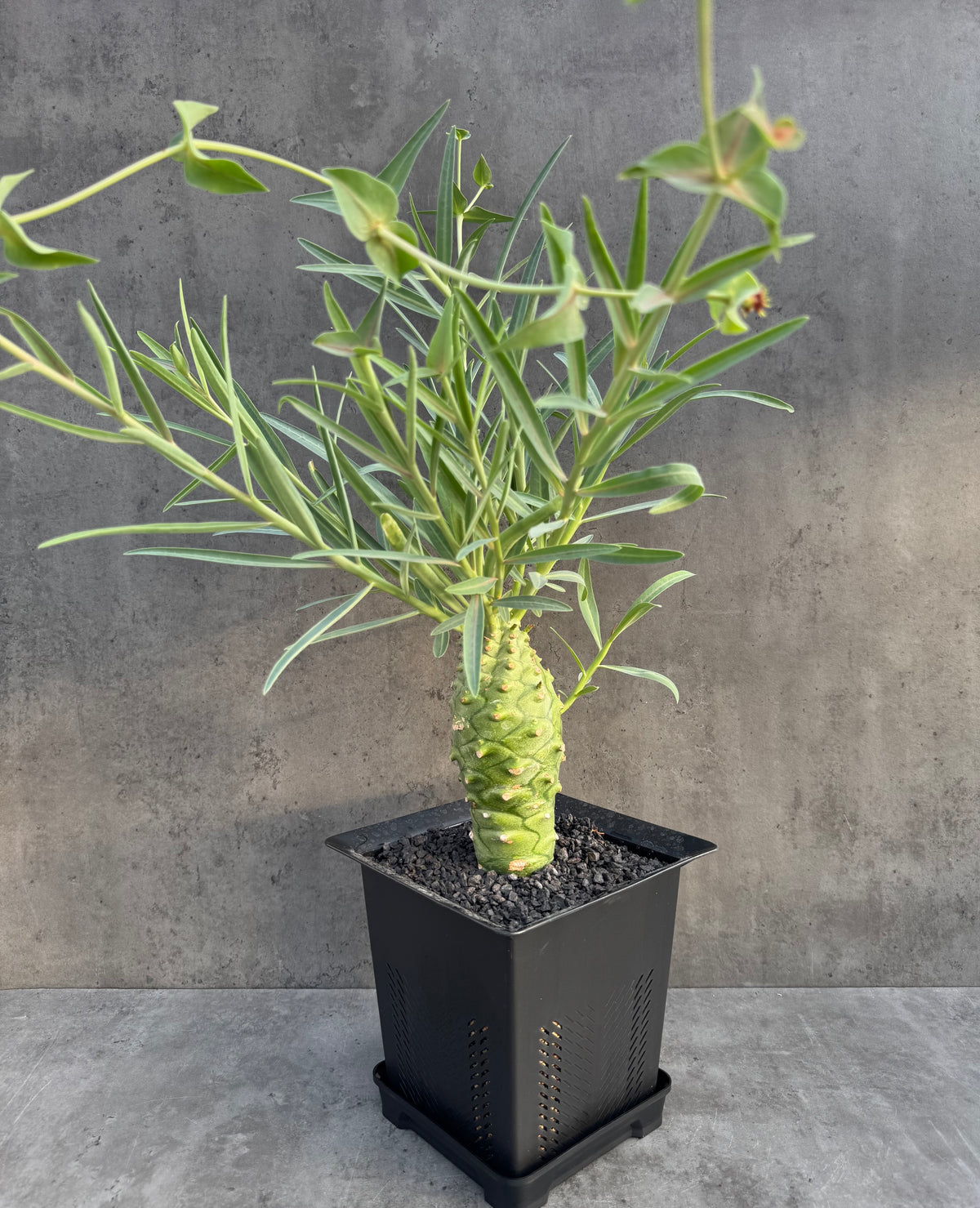 Euphorbia monteiroi – Angola Form (XXL - EM-02)