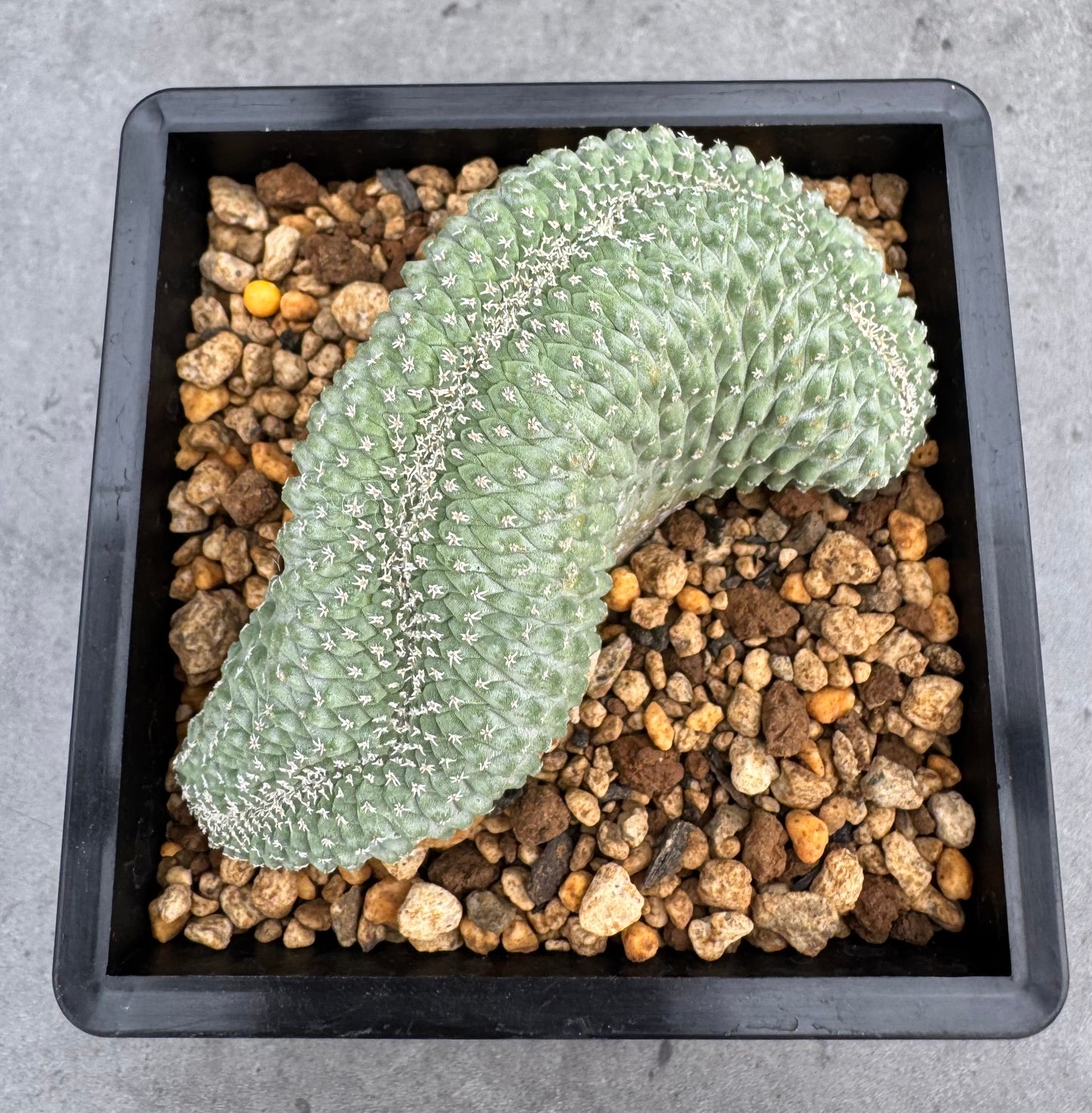 Strombocactus disciformis f. cristata – wurzelechte, blühfähige Exemplare