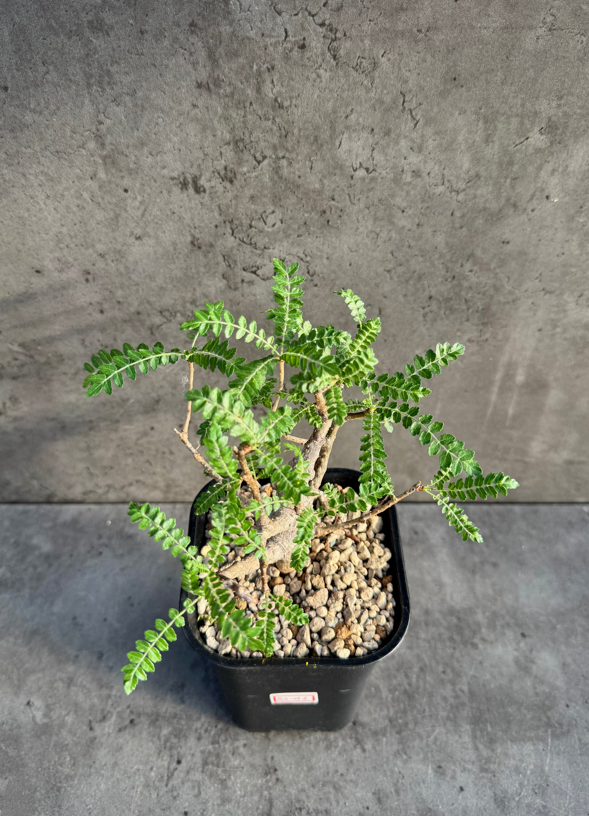 Boswellia neglecta – Afrikanischer Weihrauchbaum - L Exemplar