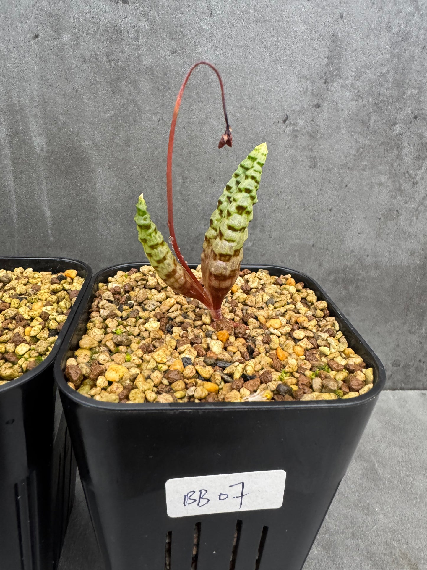 Bubine bruynsii - Rarität aus Namaqualand