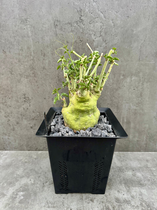 Adenia spinosa – Seltene Caudexpflanze aus Namibia mit dornigen Ranken